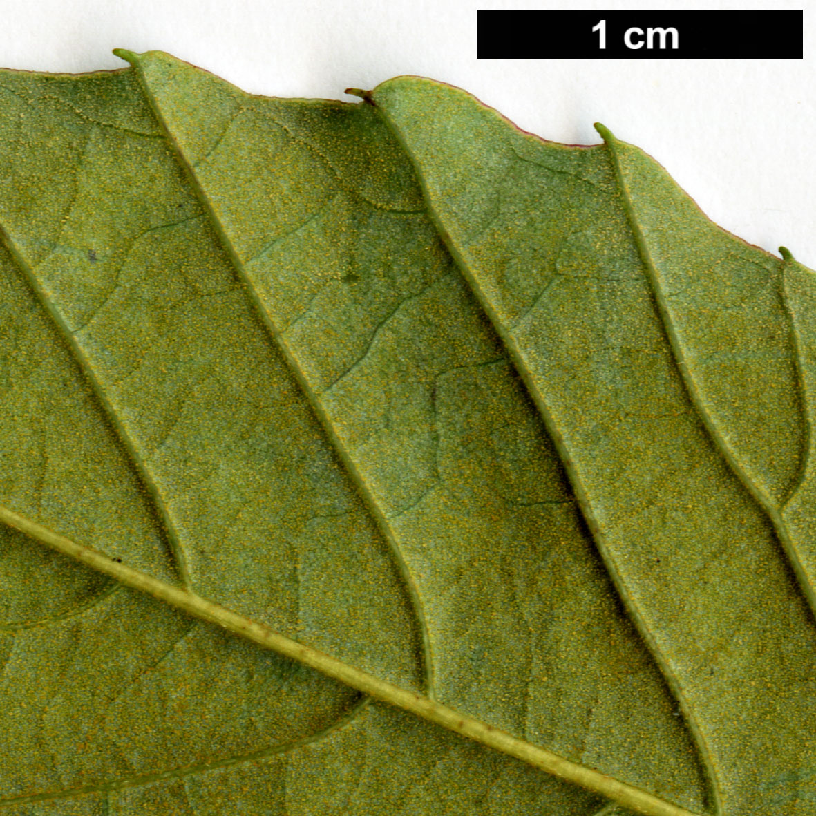 High resolution image: Family: Fagaceae - Genus: Castanea - Taxon: alnifolia