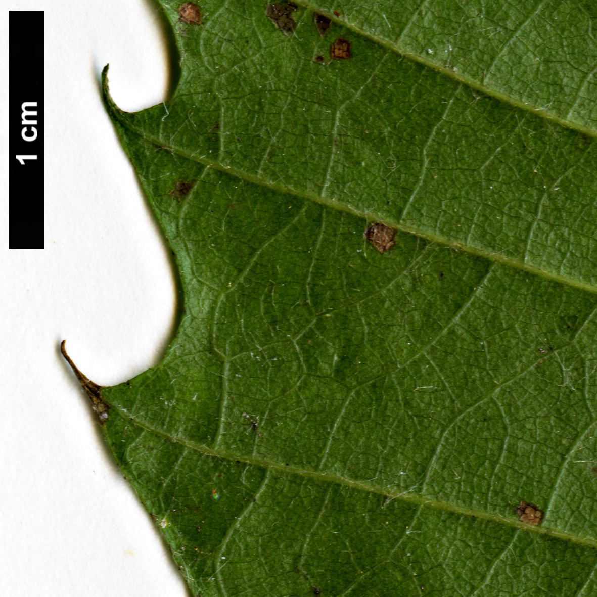 High resolution image: Family: Fagaceae - Genus: Castanea - Taxon: sativa