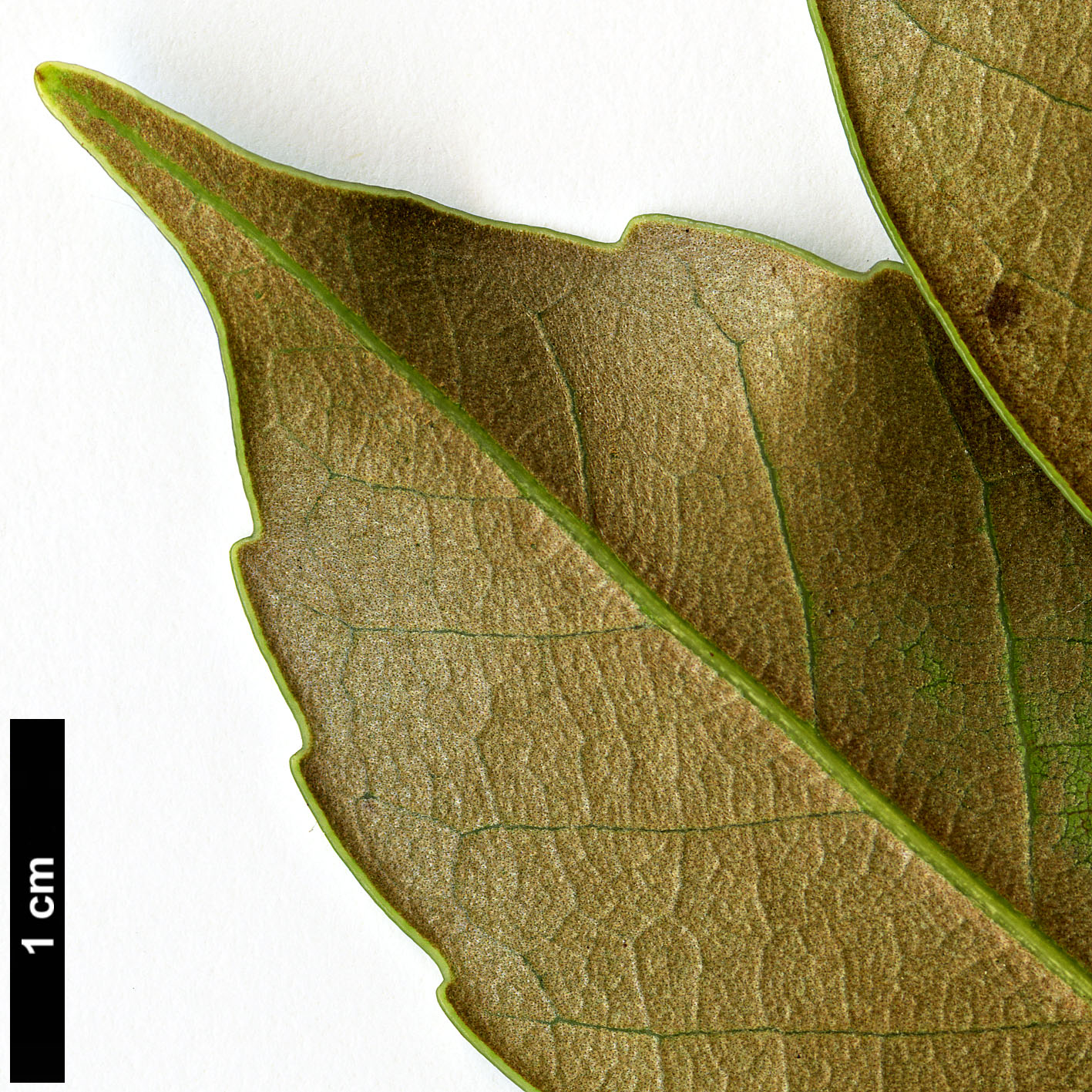 High resolution image: Family: Fagaceae - Genus: Castanopsis - Taxon: sieboldii