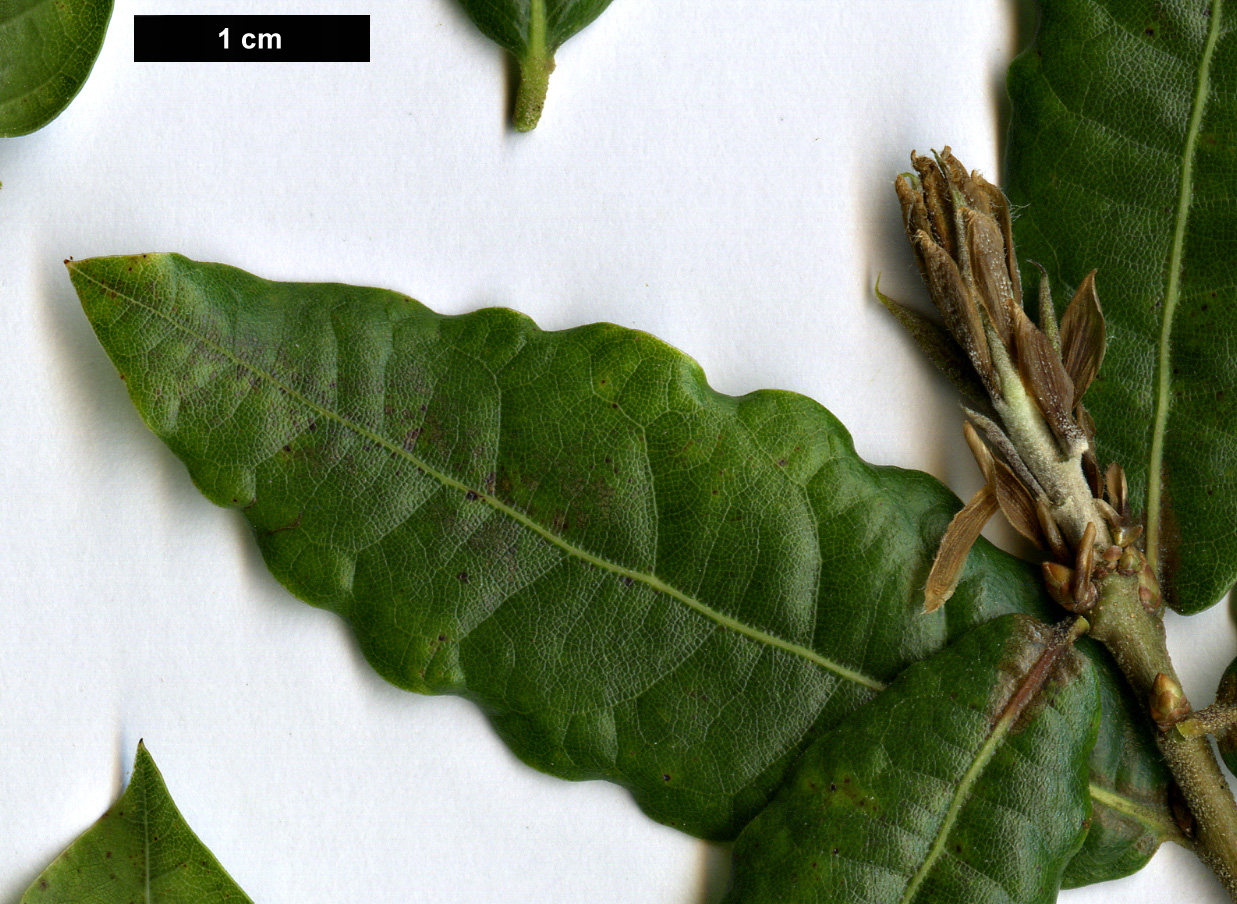 High resolution image: Family: Fagaceae - Genus: Quercus - Taxon: acherdophylla