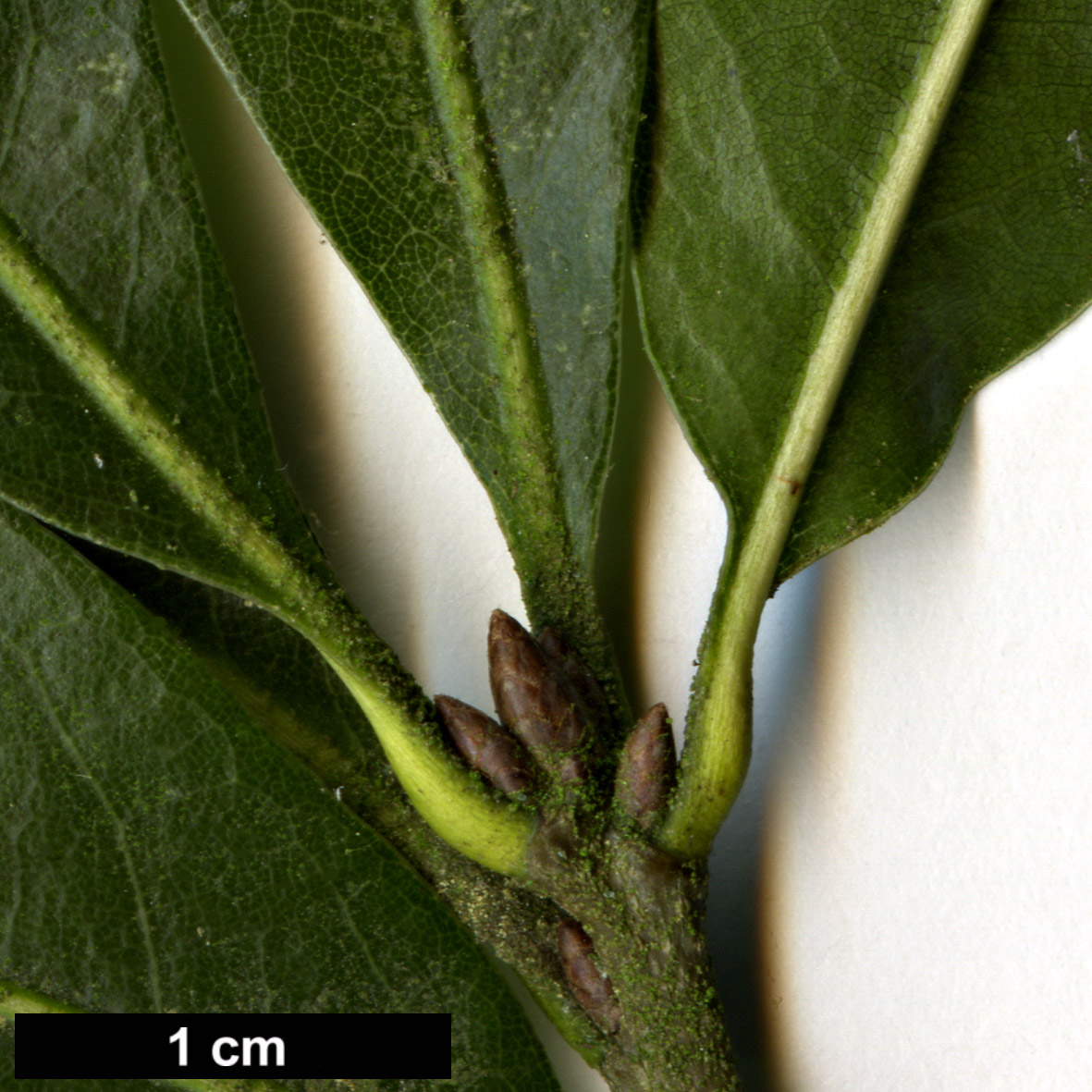 High resolution image: Family: Fagaceae - Genus: Quercus - Taxon: affinis