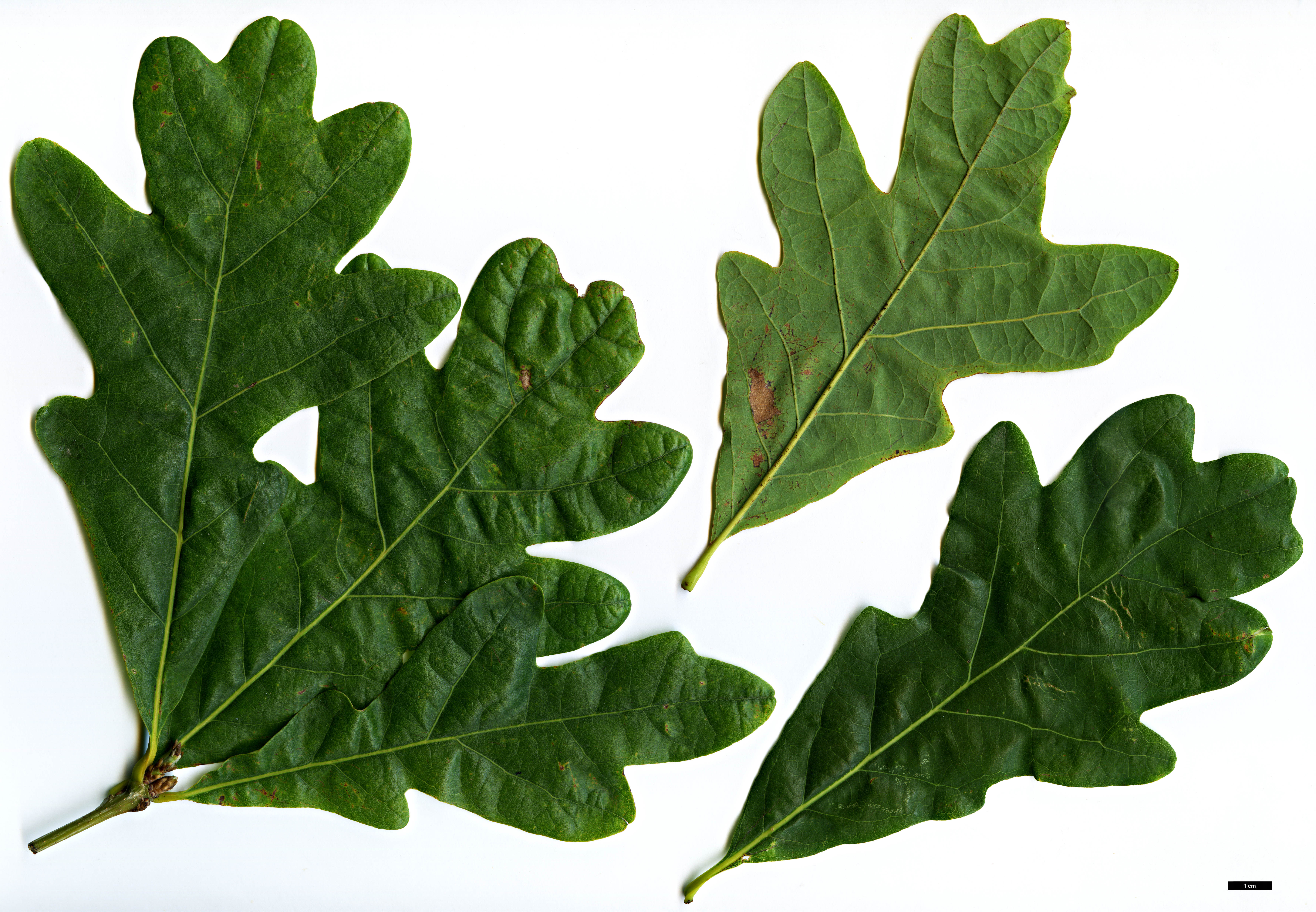 High resolution image: Family: Fagaceae - Genus: Quercus - Taxon: alba