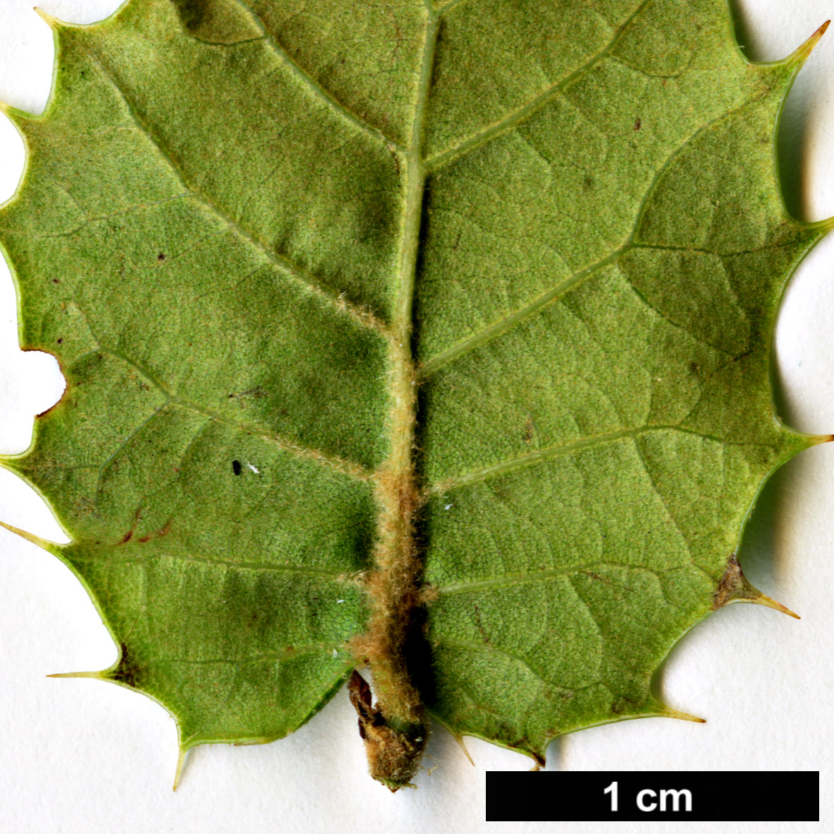 High resolution image: Family: Fagaceae - Genus: Quercus - Taxon: aquifolioides