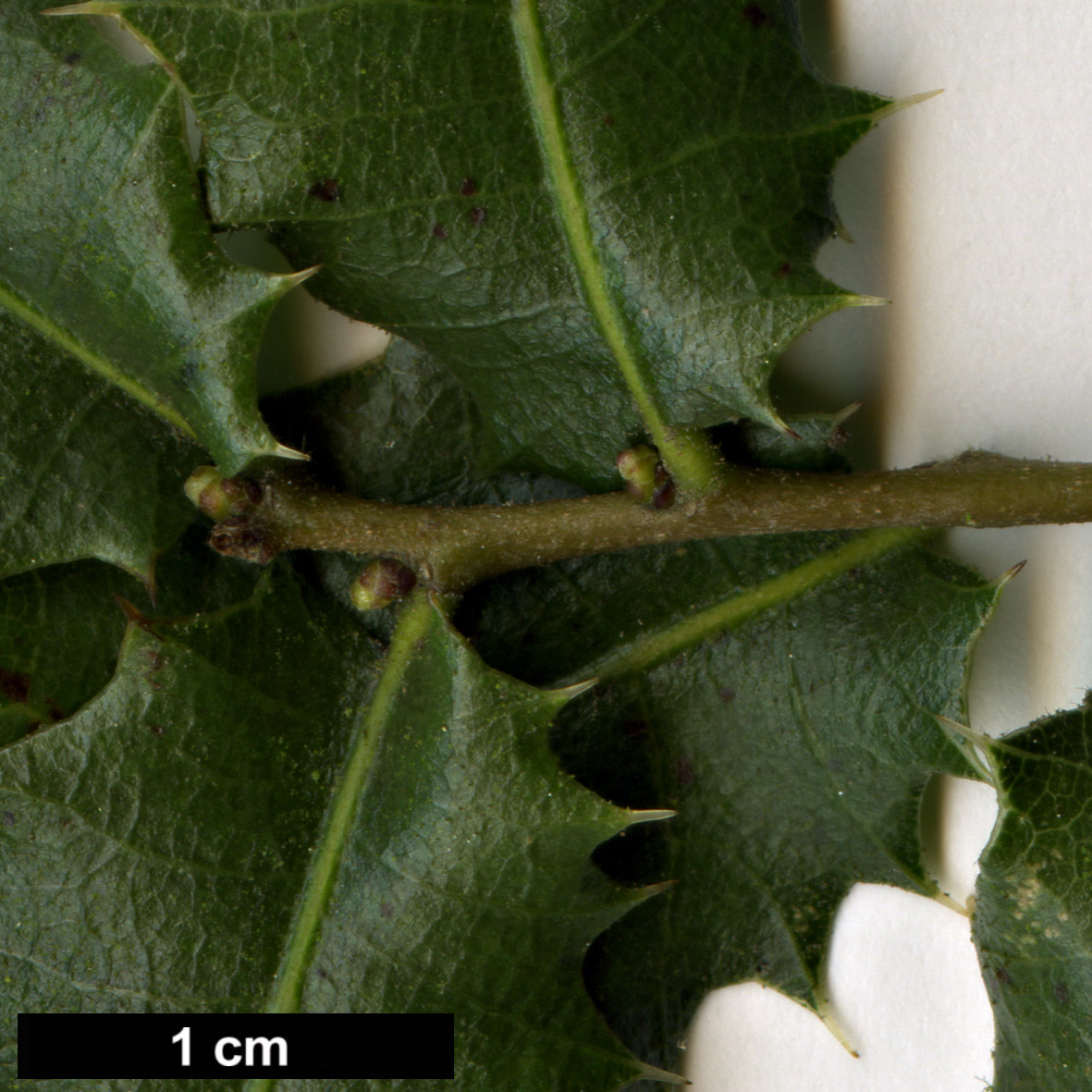 High resolution image: Family: Fagaceae - Genus: Quercus - Taxon: aucheri