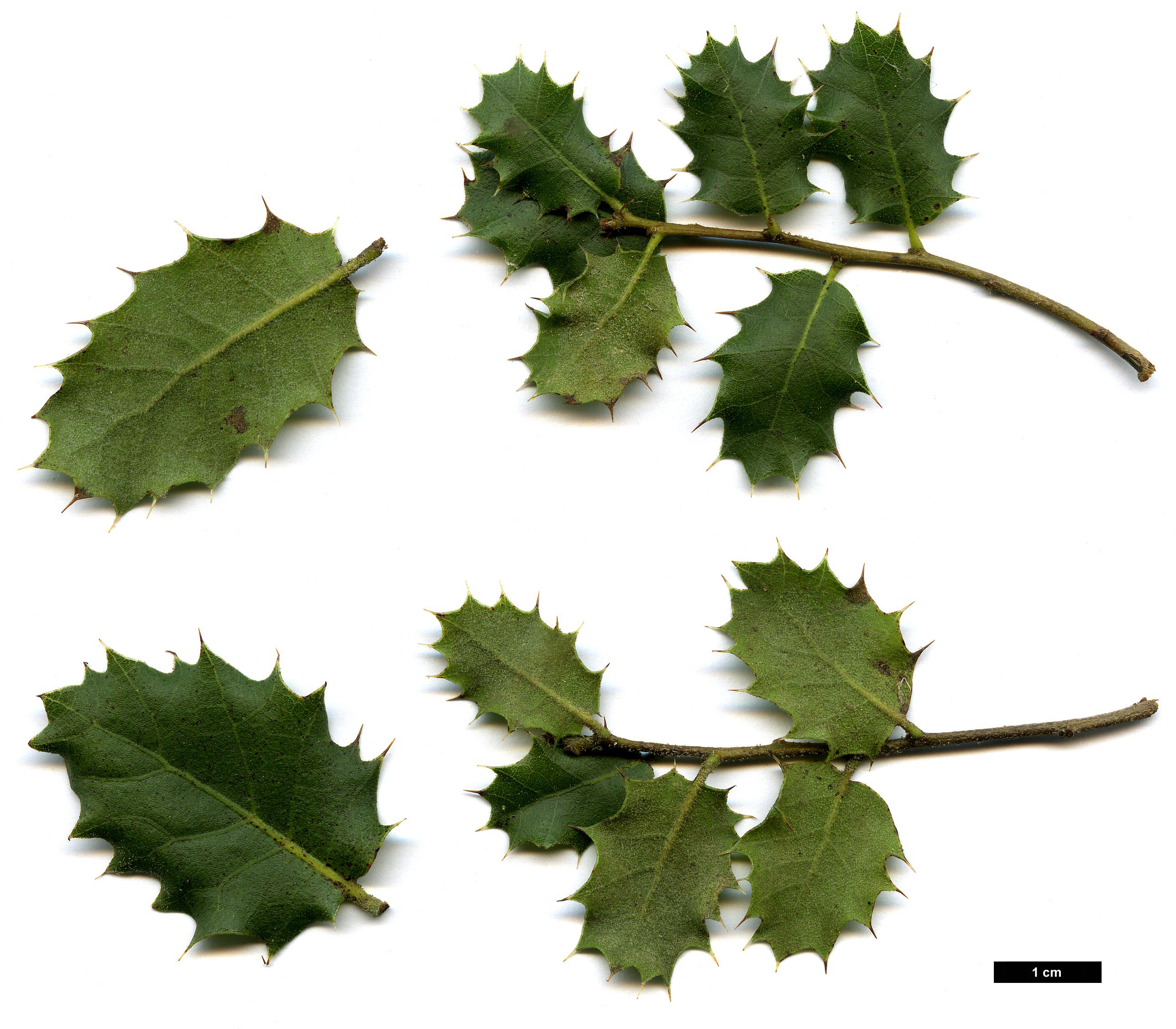High resolution image: Family: Fagaceae - Genus: Quercus - Taxon: aucheri