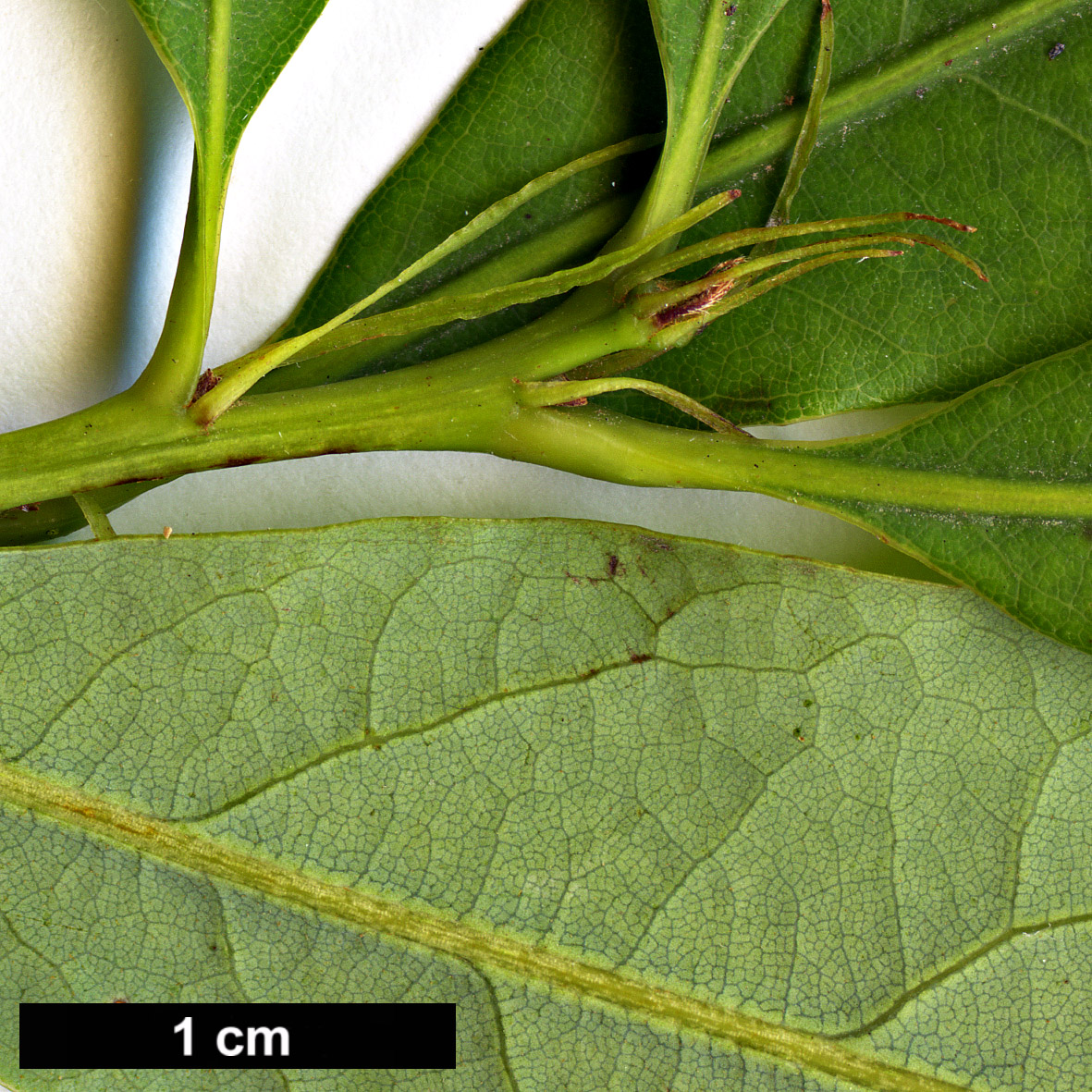 High resolution image: Family: Fagaceae - Genus: Quercus - Taxon: augustinii