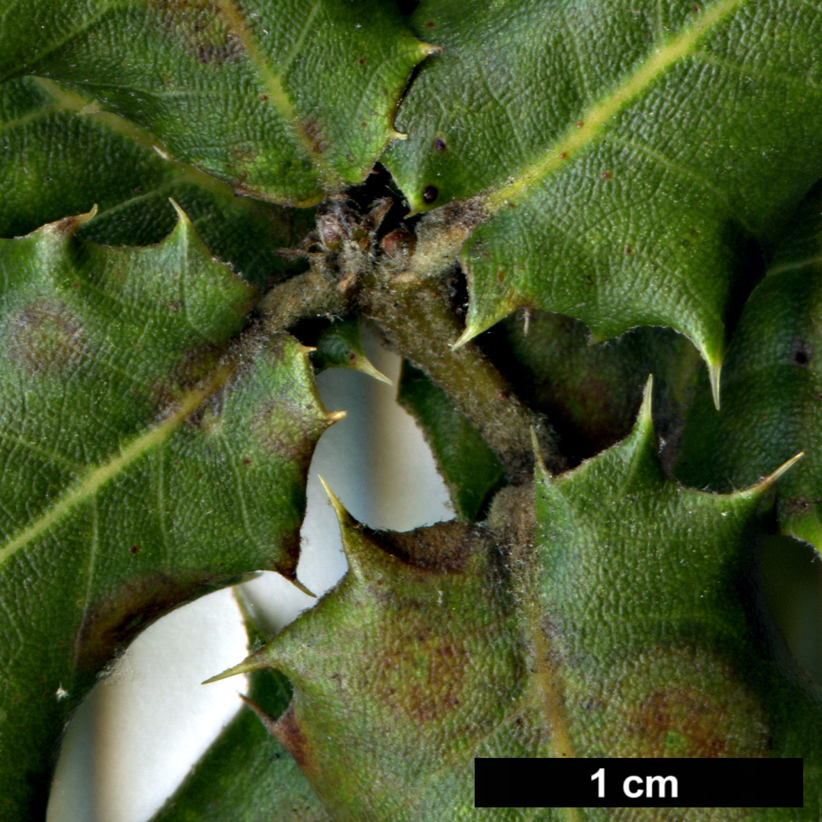 High resolution image: Family: Fagaceae - Genus: Quercus - Taxon: baloot