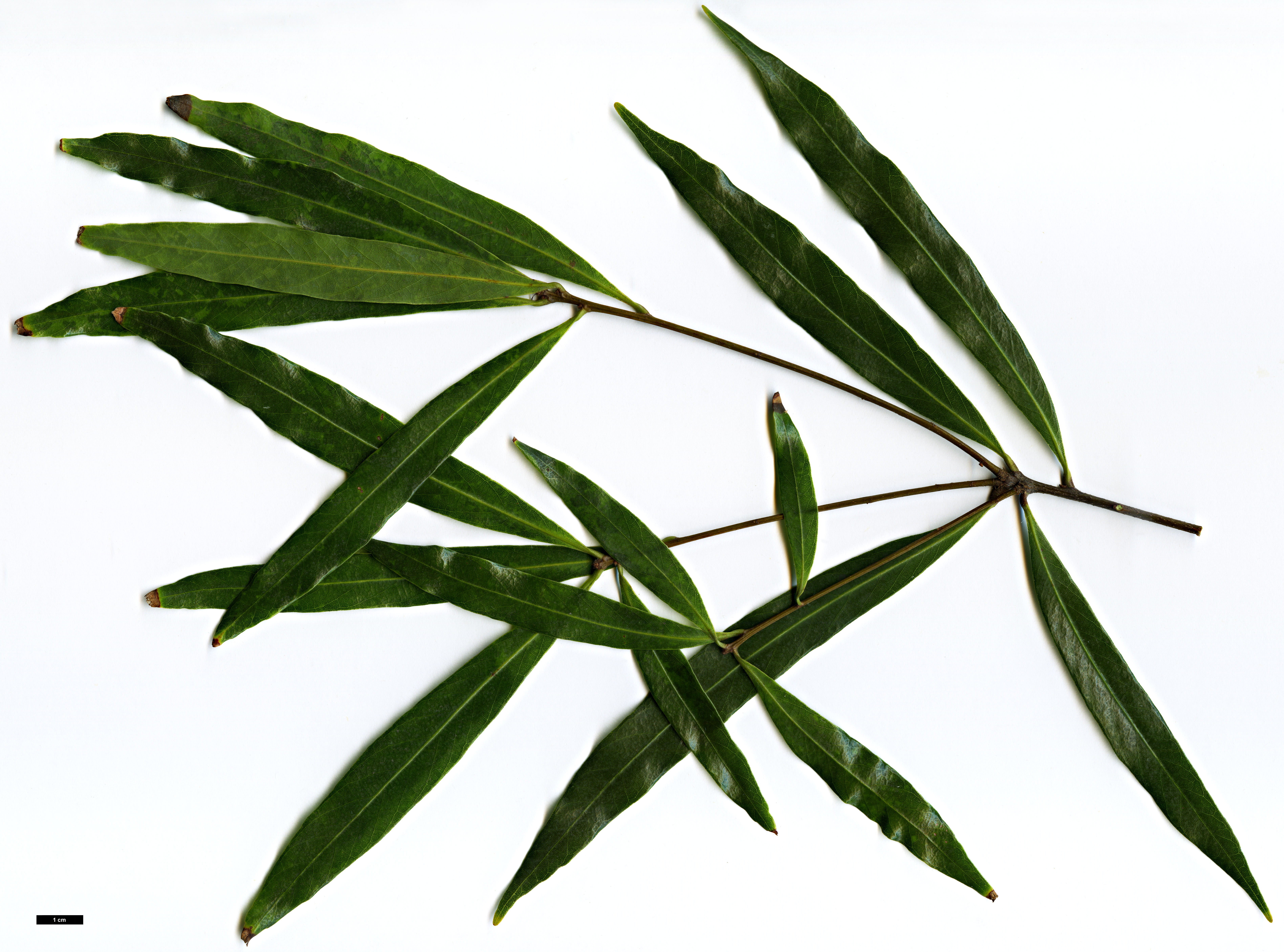 High resolution image: Family: Fagaceae - Genus: Quercus - Taxon: bambusifolia