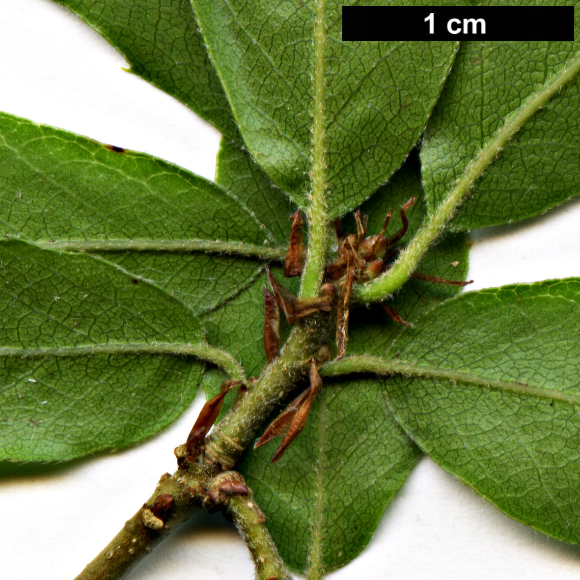High resolution image: Family: Fagaceae - Genus: Quercus - Taxon: baronii