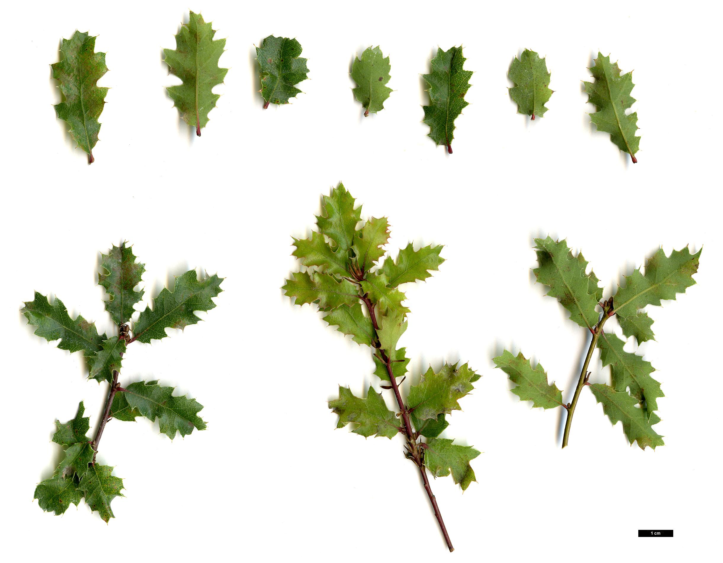 High resolution image: Family: Fagaceae - Genus: Quercus - Taxon: berberidifolia