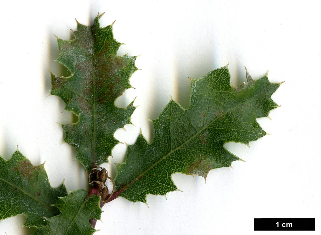 High resolution image: Family: Fagaceae - Genus: Quercus - Taxon: berberidifolia