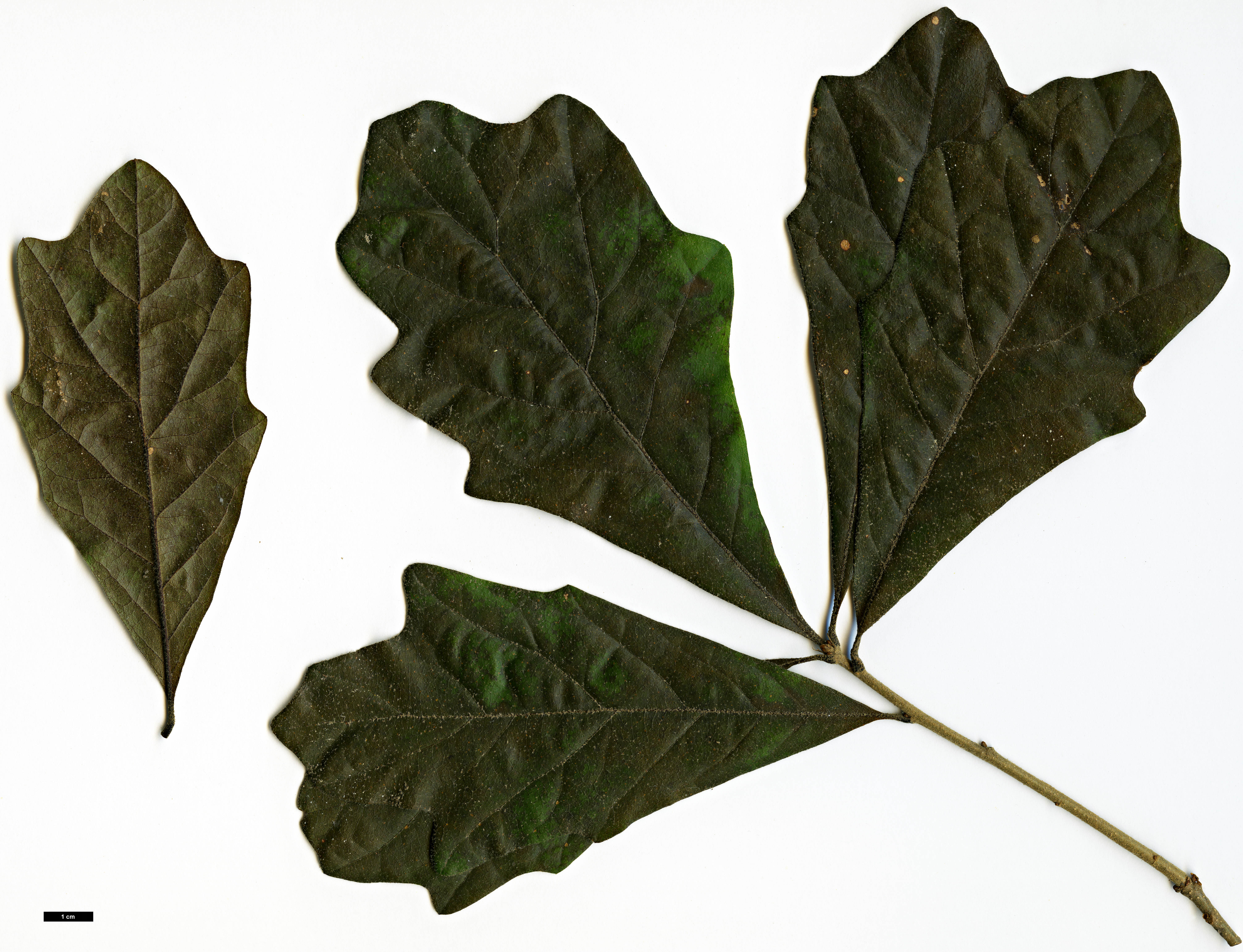 High resolution image: Family: Fagaceae - Genus: Quercus - Taxon: boyntonii