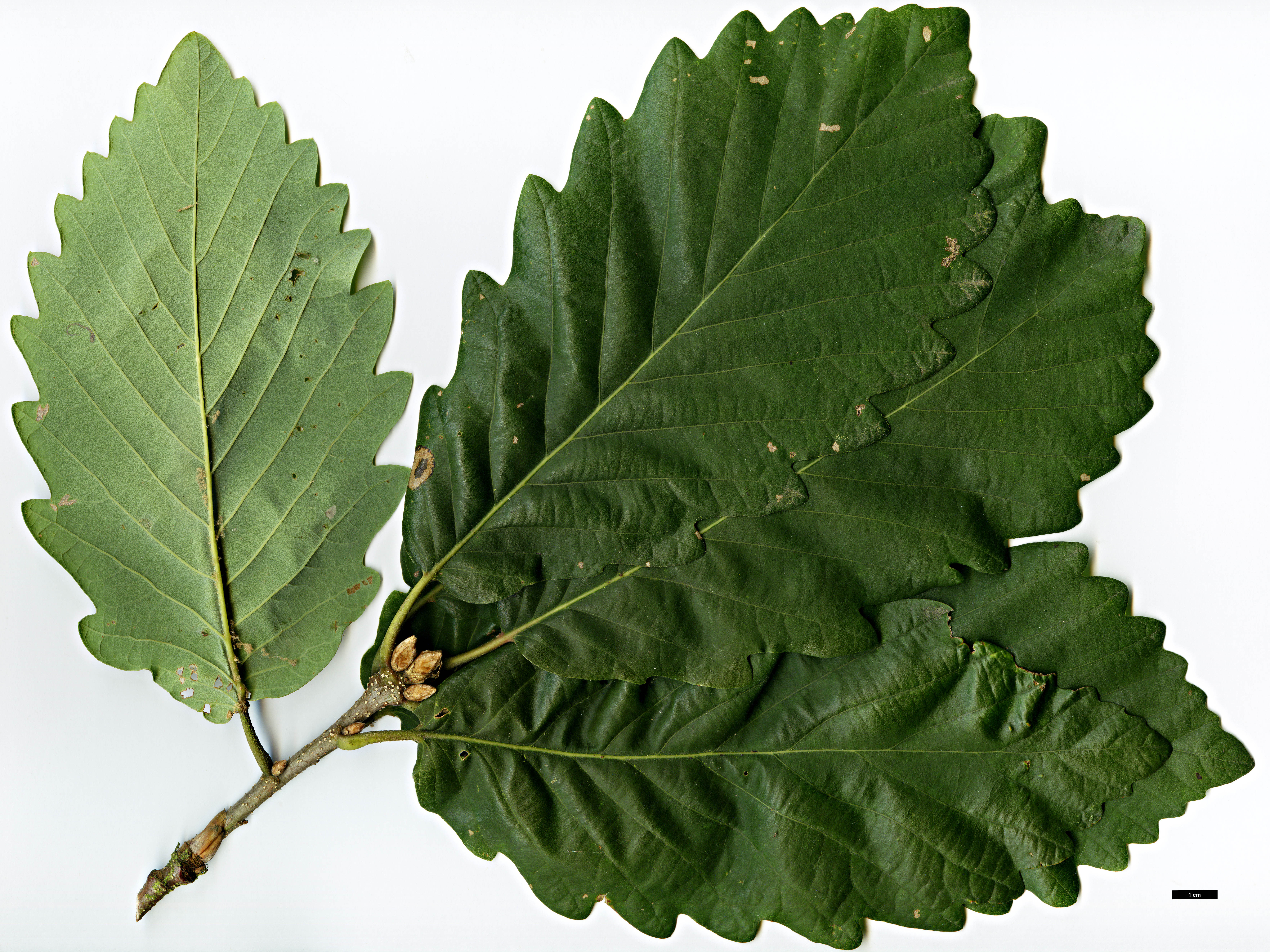 High resolution image: Family: Fagaceae - Genus: Quercus - Taxon: canariensis