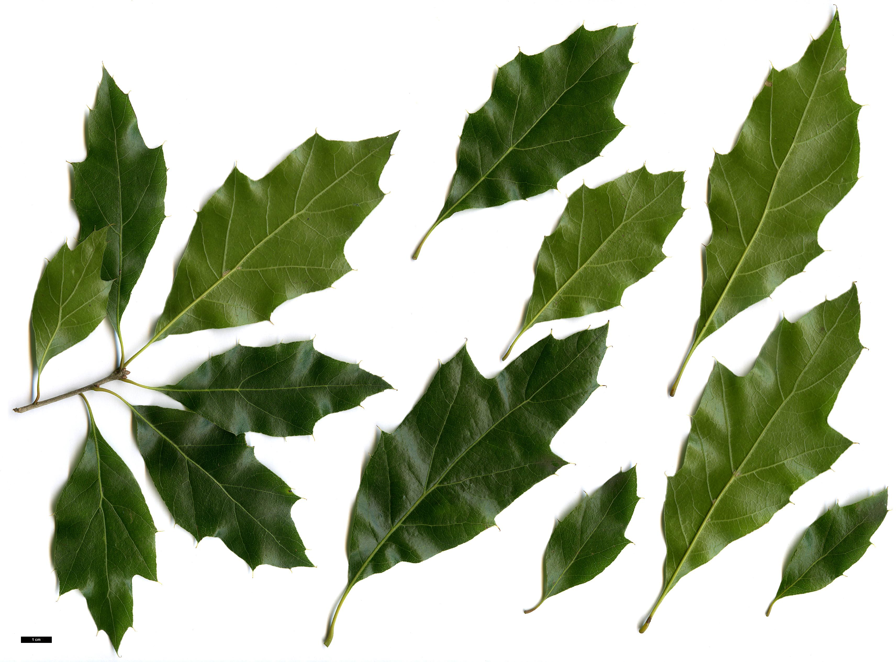 High resolution image: Family: Fagaceae - Genus: Quercus - Taxon: canbyi