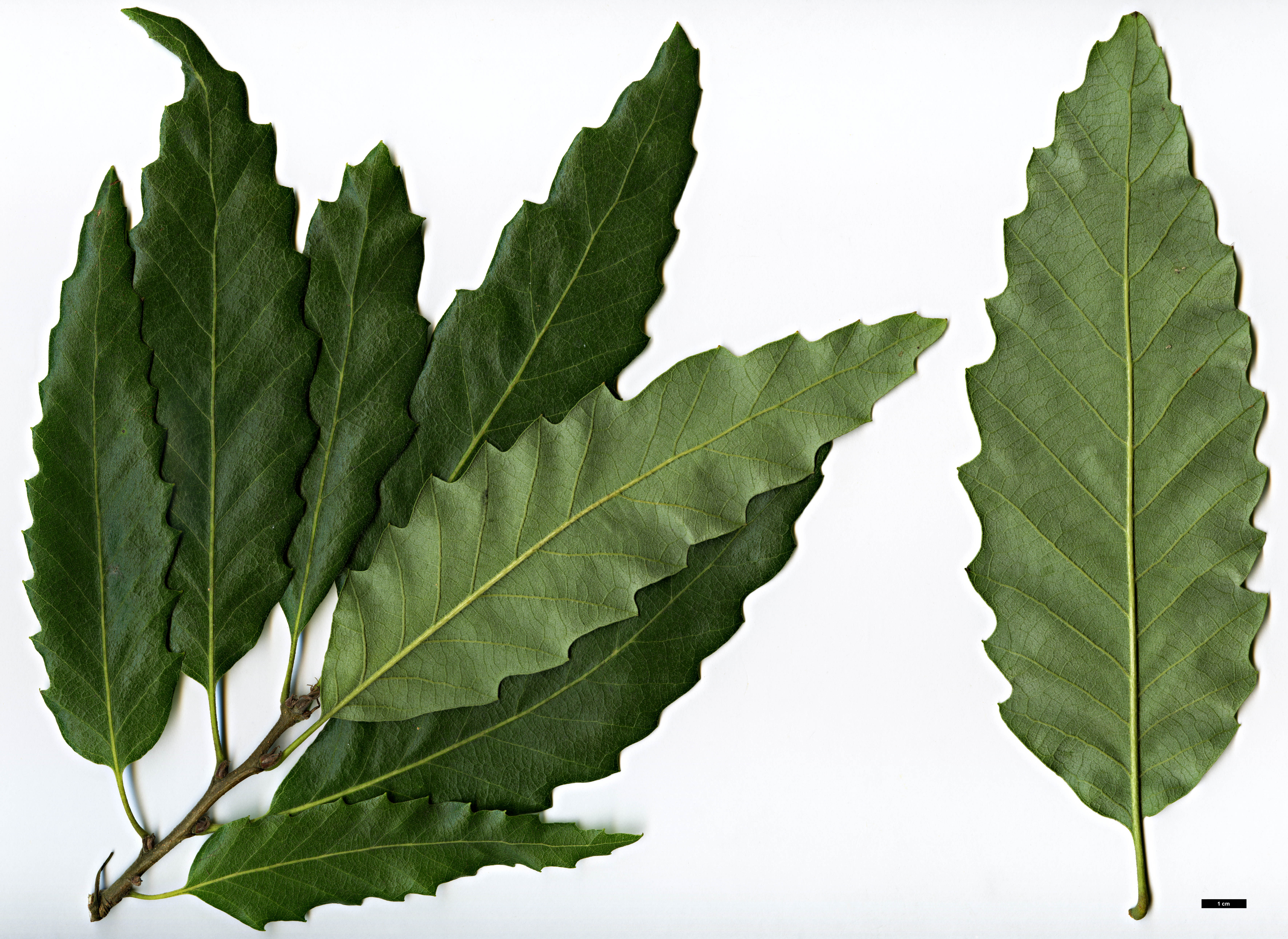 High resolution image: Family: Fagaceae - Genus: Quercus - Taxon: castaneifolia