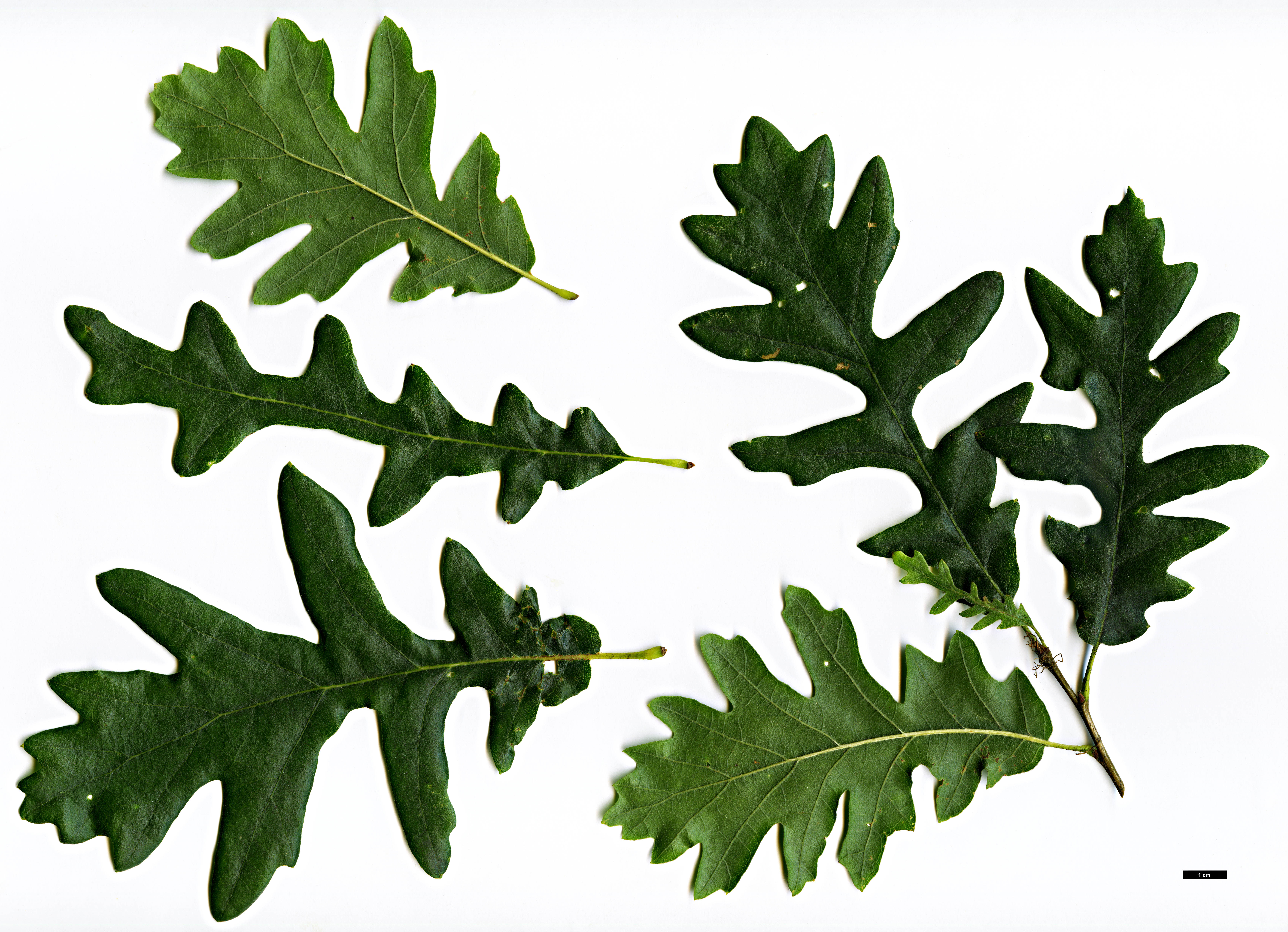 High resolution image: Family: Fagaceae - Genus: Quercus - Taxon: cerris