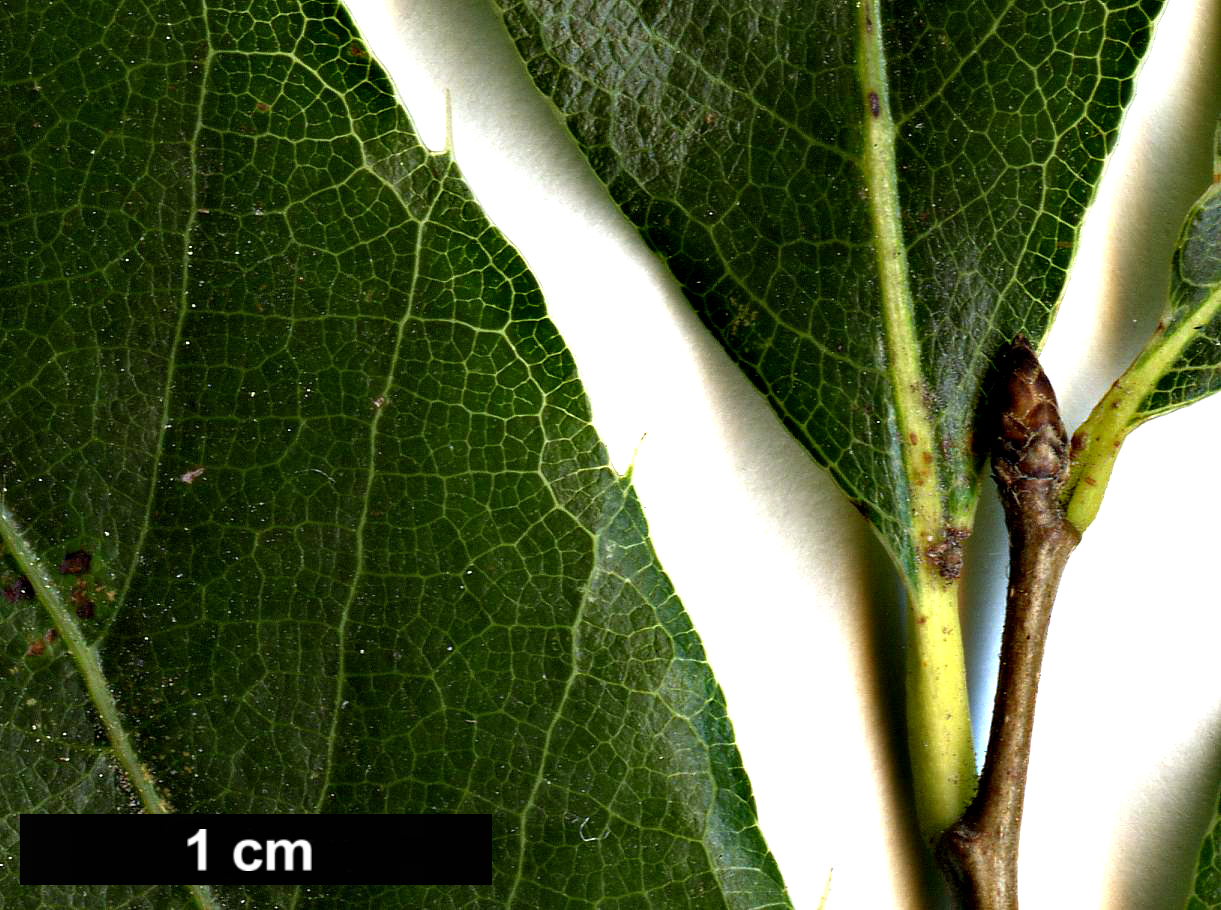 High resolution image: Family: Fagaceae - Genus: Quercus - Taxon: chenii
