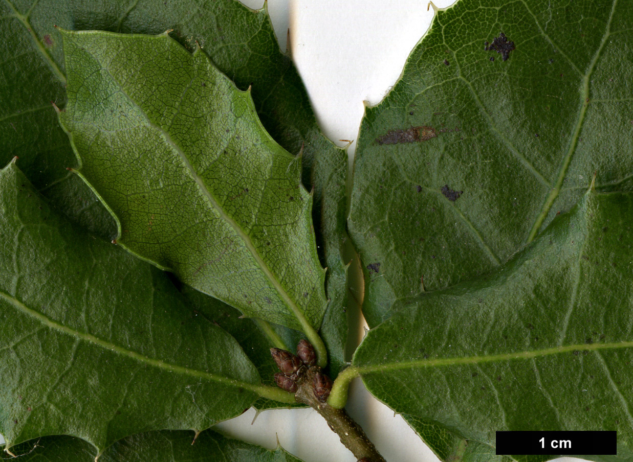 High resolution image: Family: Fagaceae - Genus: Quercus - Taxon: coccifera