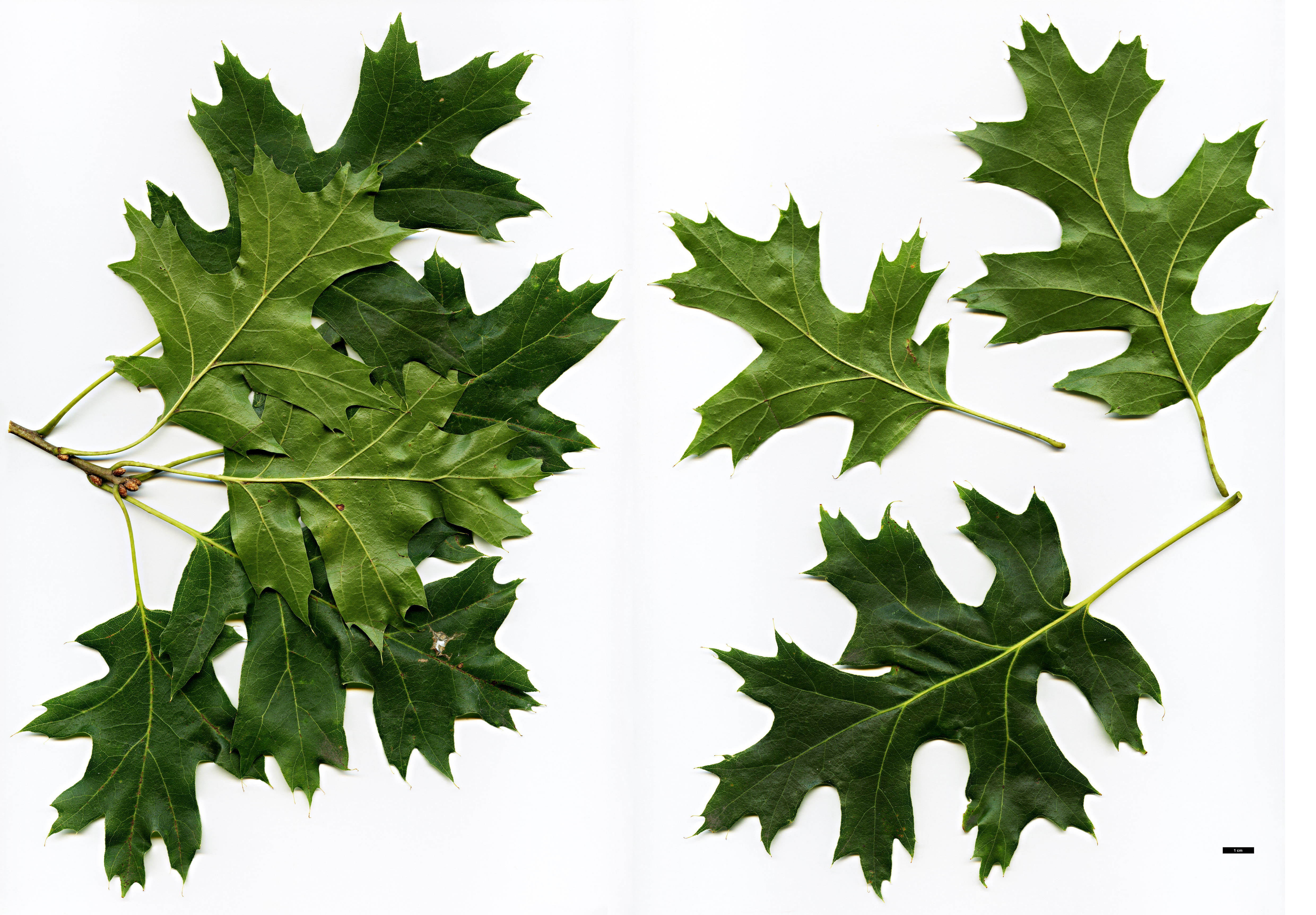 High resolution image: Family: Fagaceae - Genus: Quercus - Taxon: coccinea