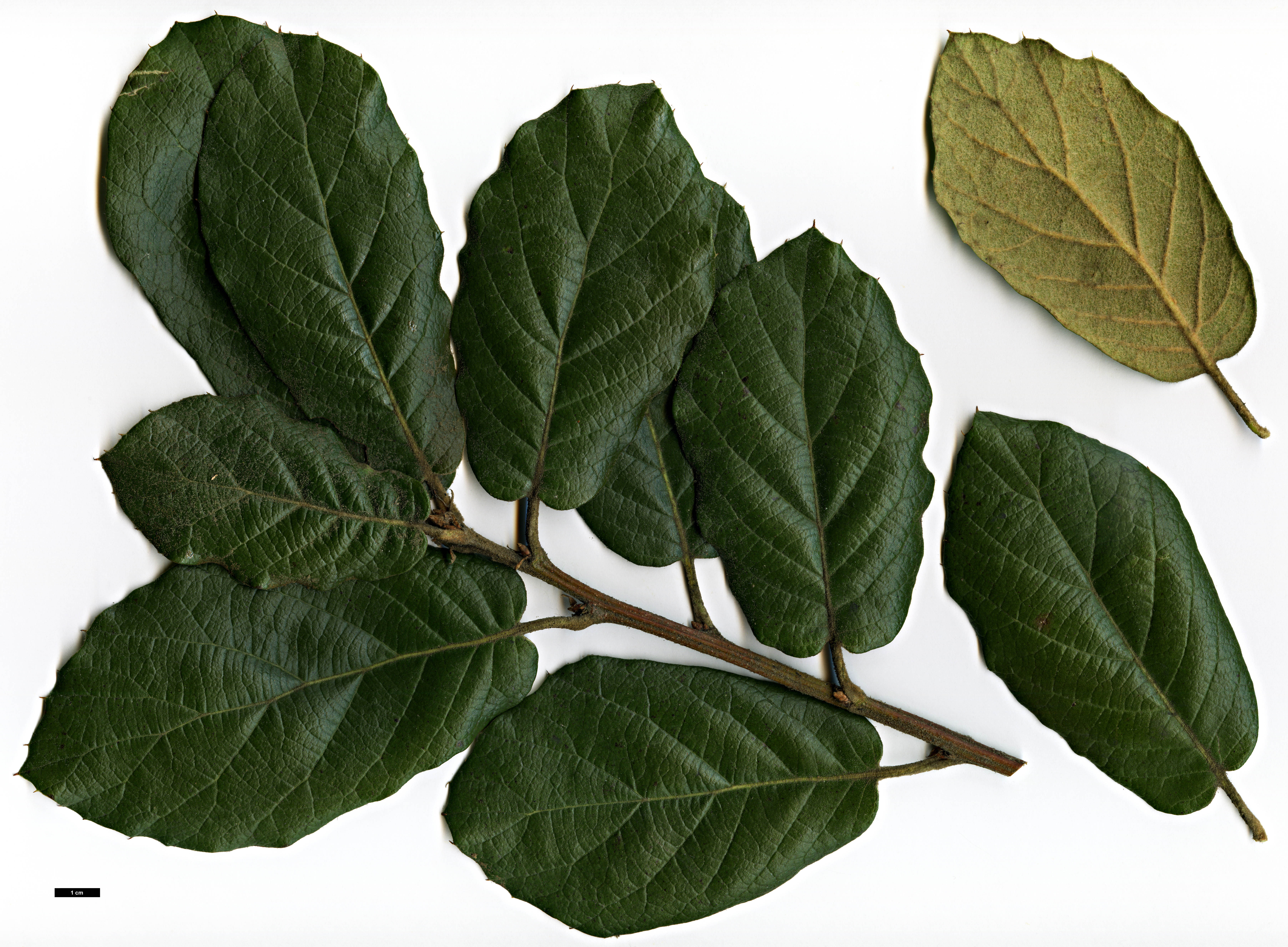 High resolution image: Family: Fagaceae - Genus: Quercus - Taxon: crassifolia