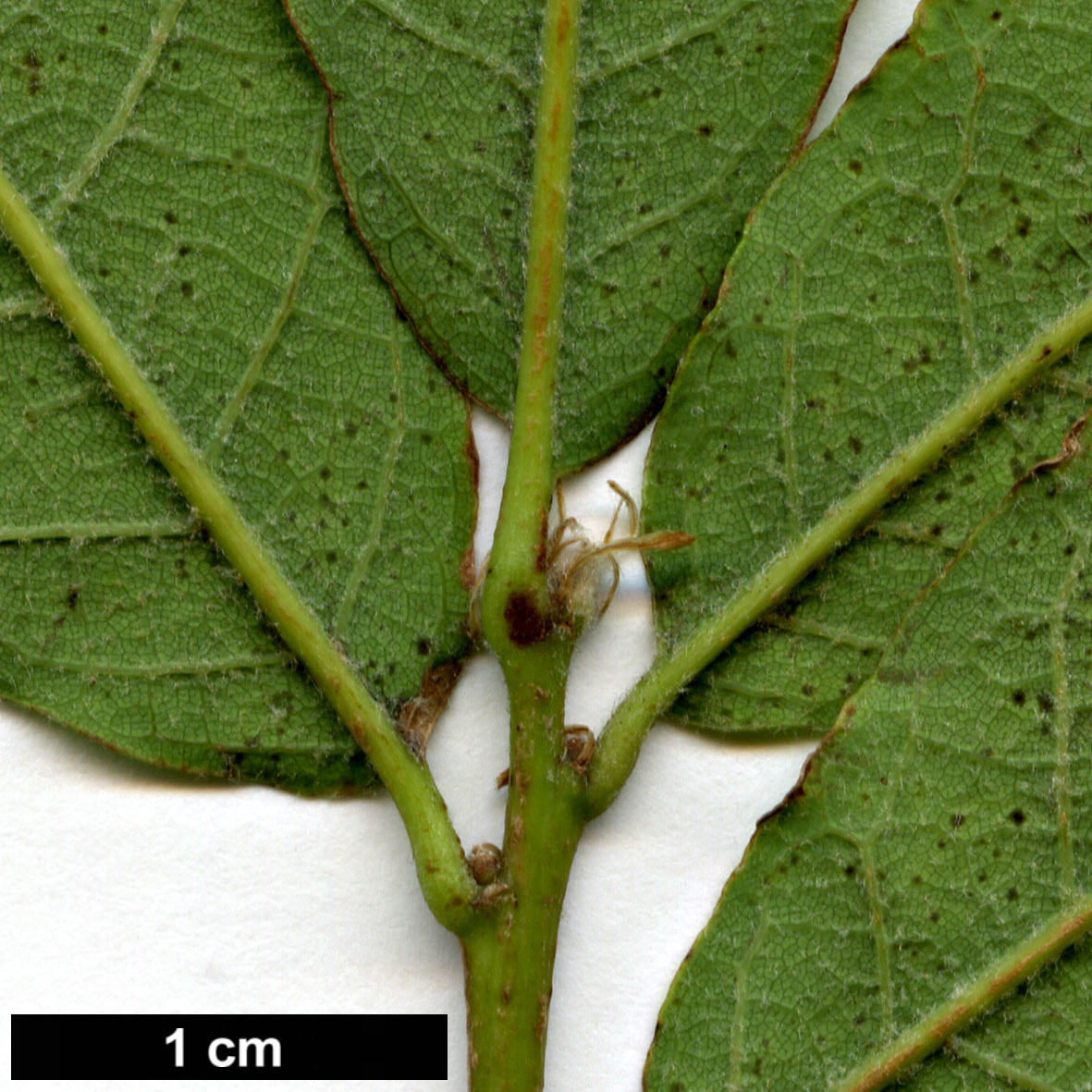 High resolution image: Family: Fagaceae - Genus: Quercus - Taxon: deserticola