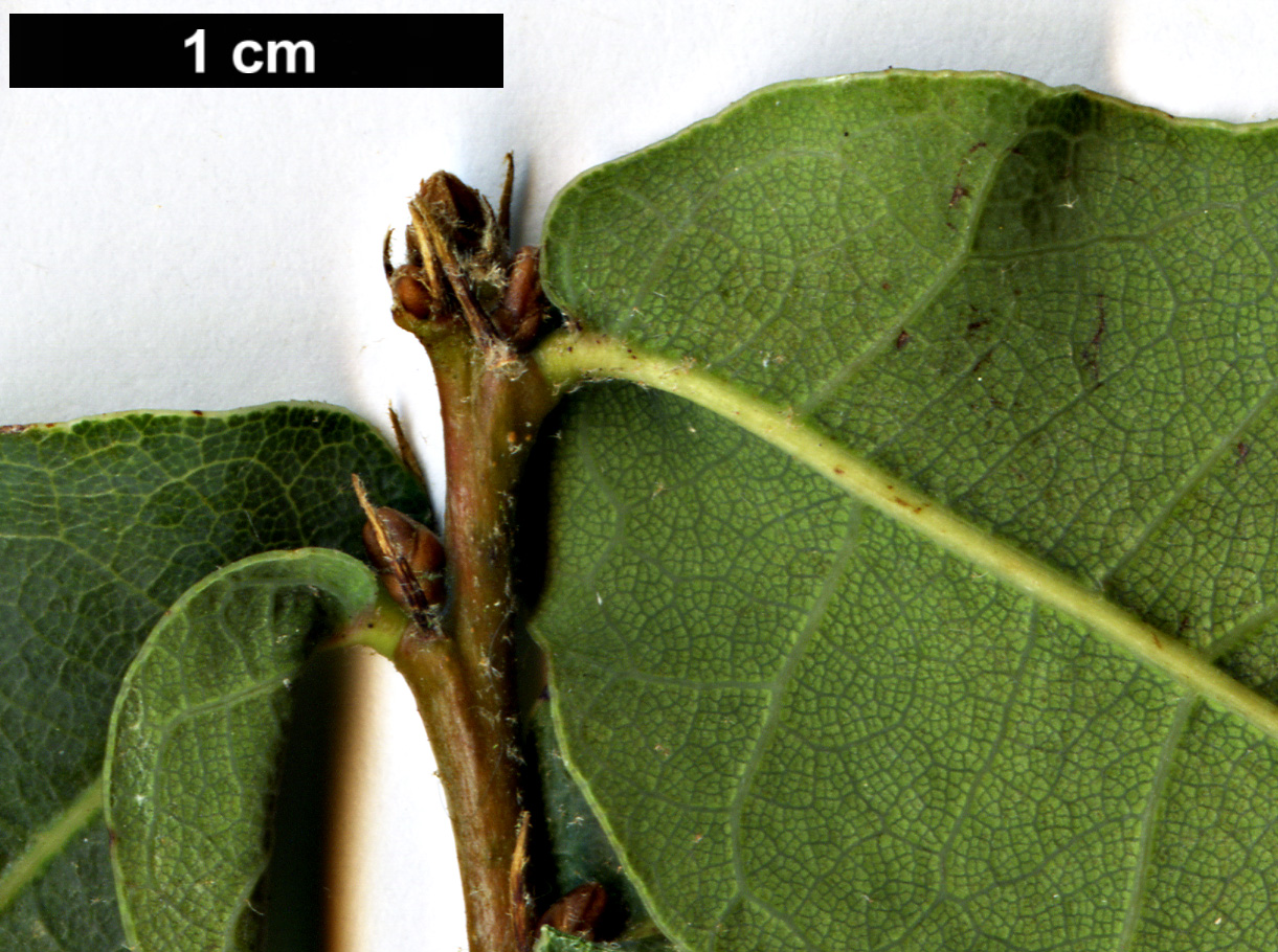 High resolution image: Family: Fagaceae - Genus: Quercus - Taxon: engelmannii