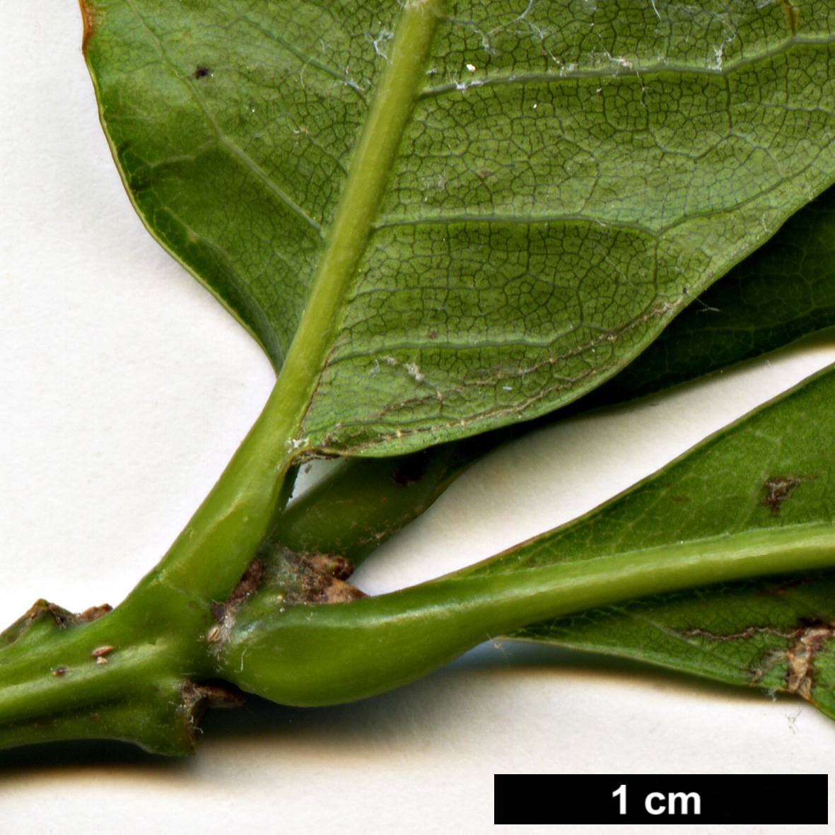 High resolution image: Family: Fagaceae - Genus: Quercus - Taxon: eugeniifolia
