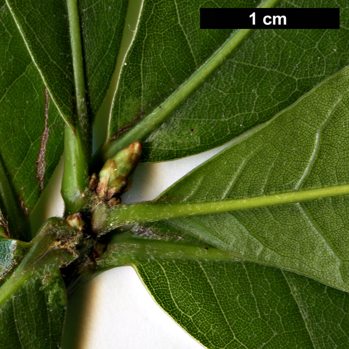 High resolution image: Family: Fagaceae - Genus: Quercus - Taxon: eugeniifolia
