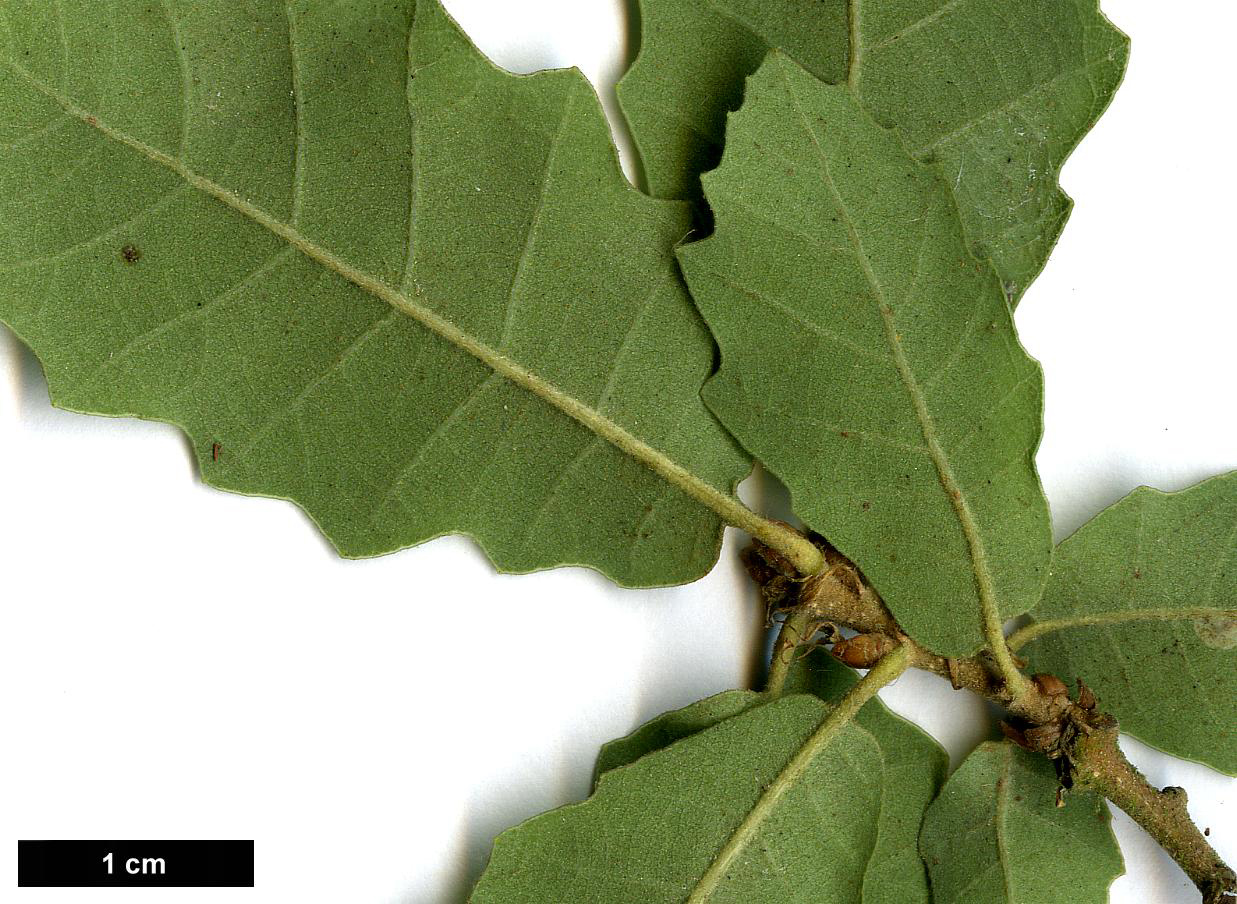 High resolution image: Family: Fagaceae - Genus: Quercus - Taxon: faginea