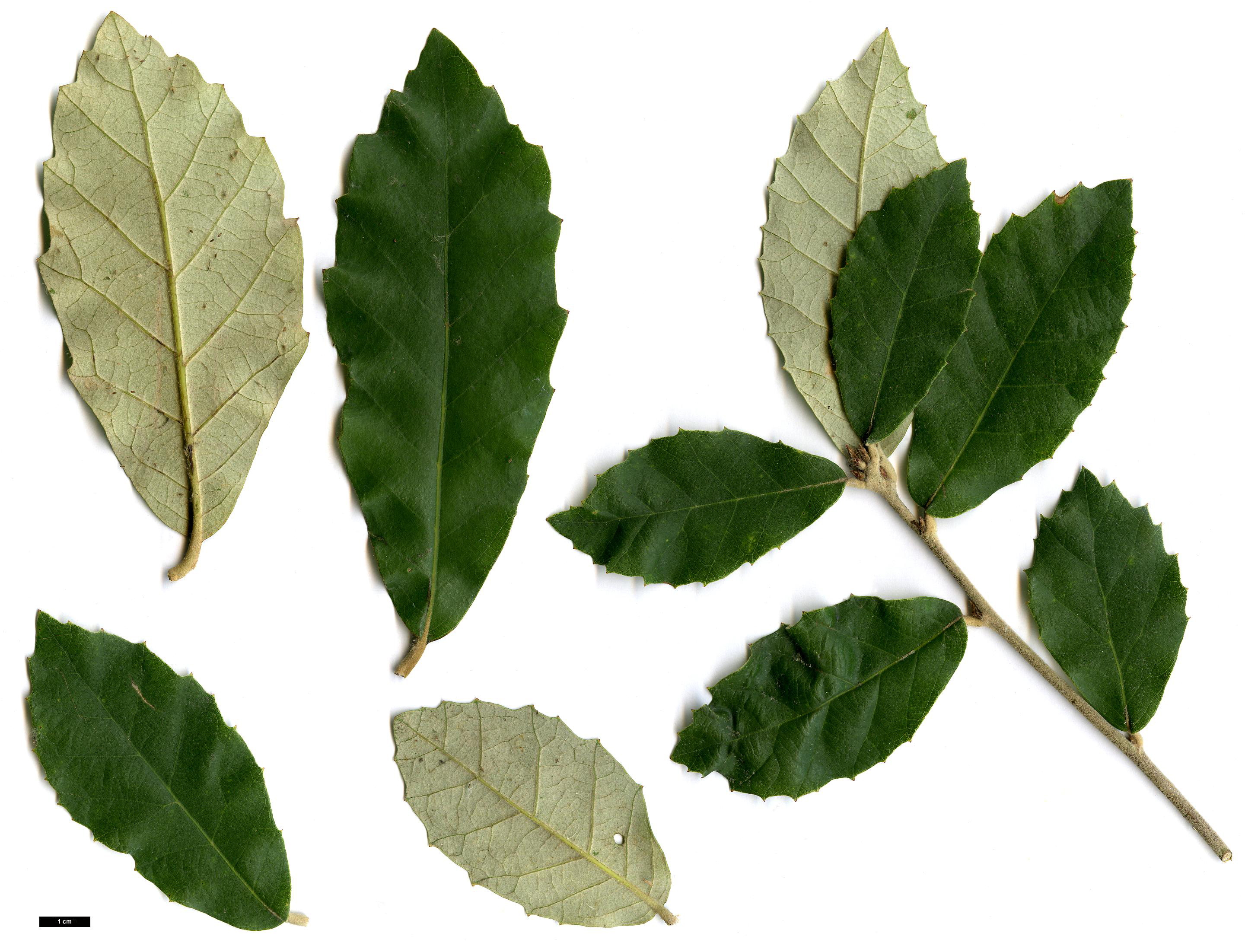High resolution image: Family: Fagaceae - Genus: Quercus - Taxon: franchetii