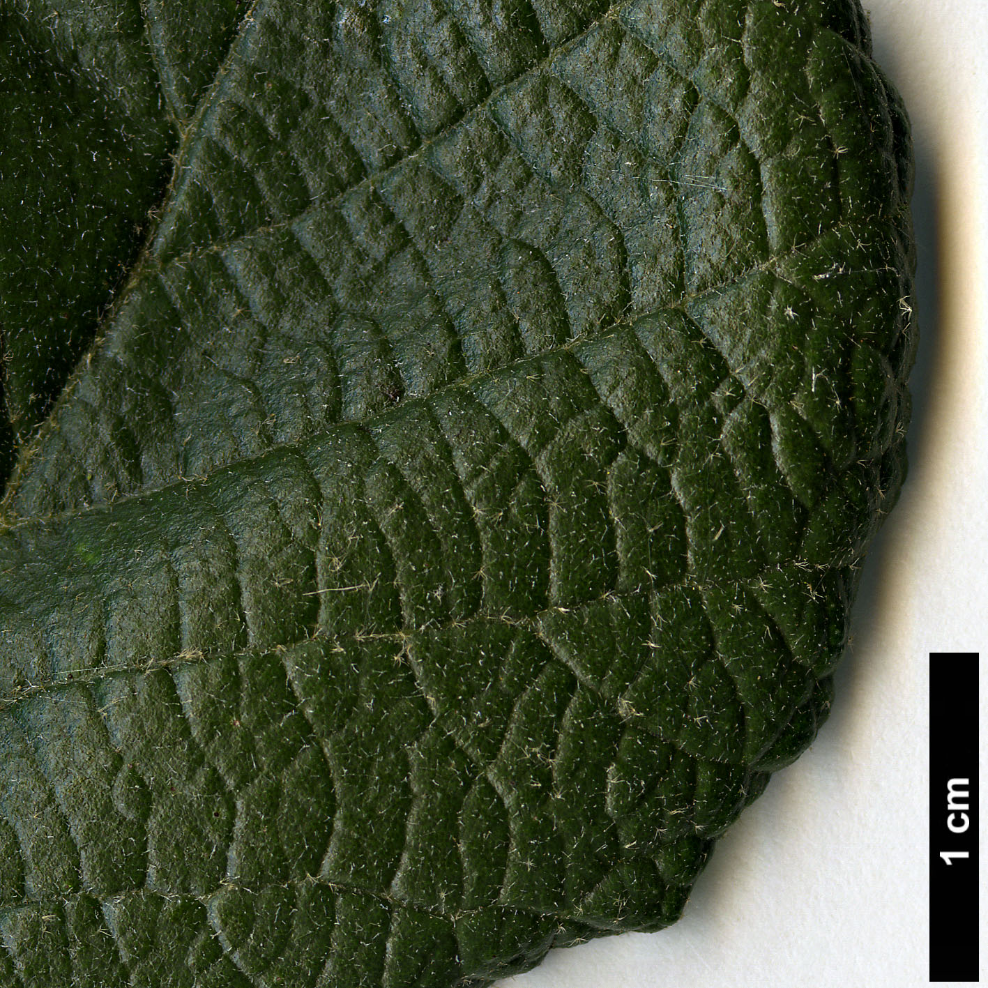 High resolution image: Family: Fagaceae - Genus: Quercus - Taxon: fulva