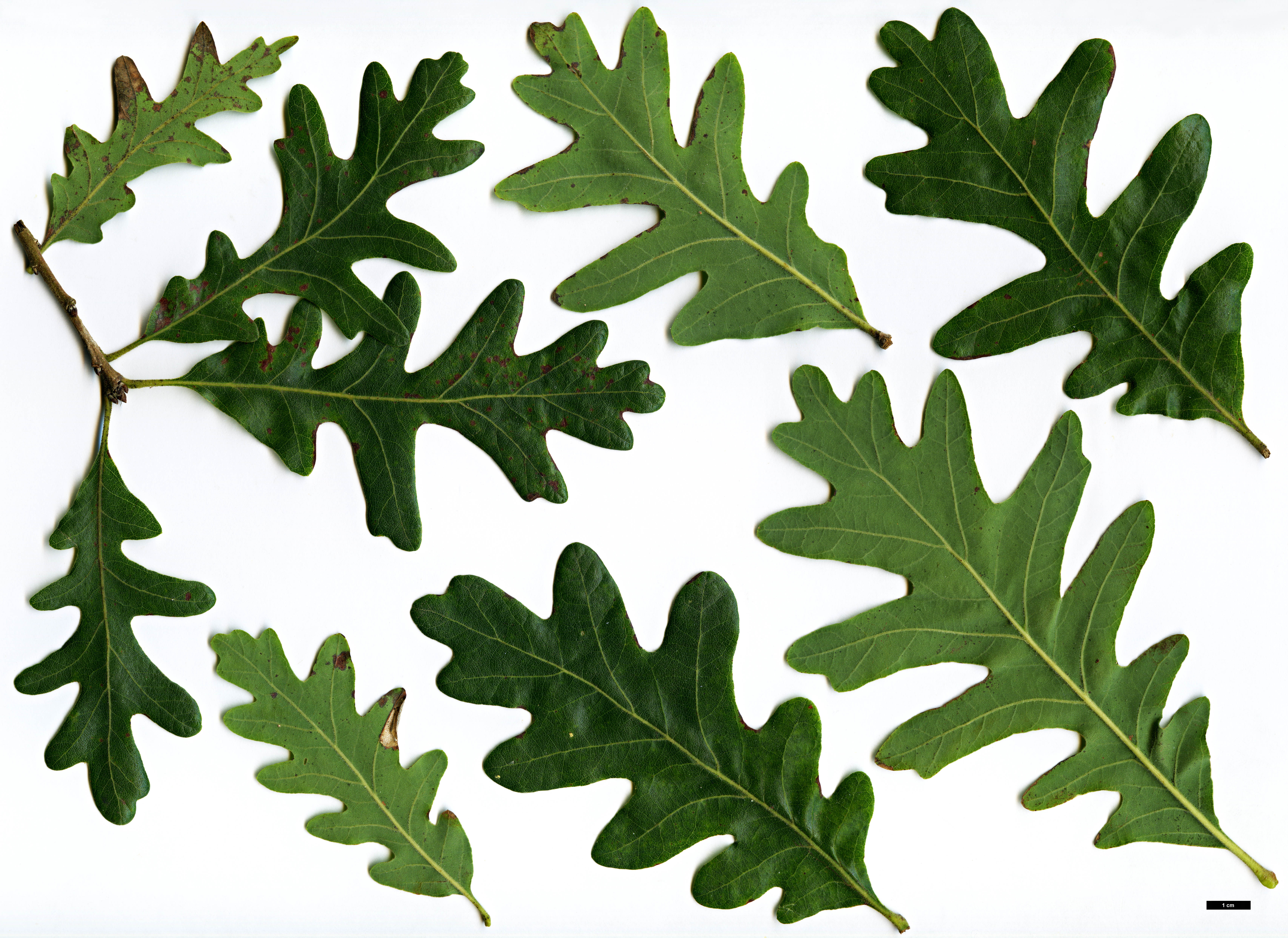 High resolution image: Family: Fagaceae - Genus: Quercus - Taxon: gambelii