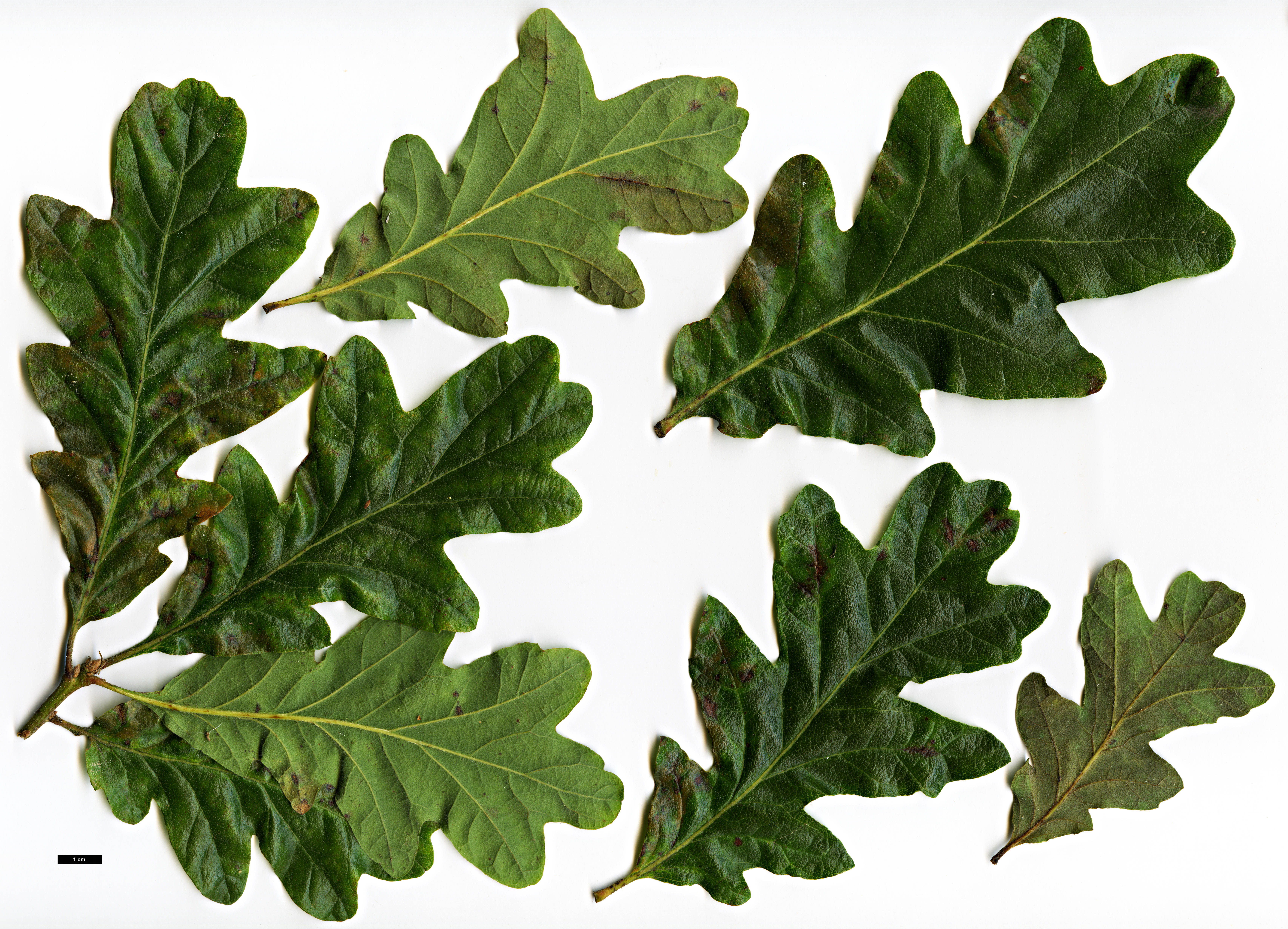 High resolution image: Family: Fagaceae - Genus: Quercus - Taxon: garryana