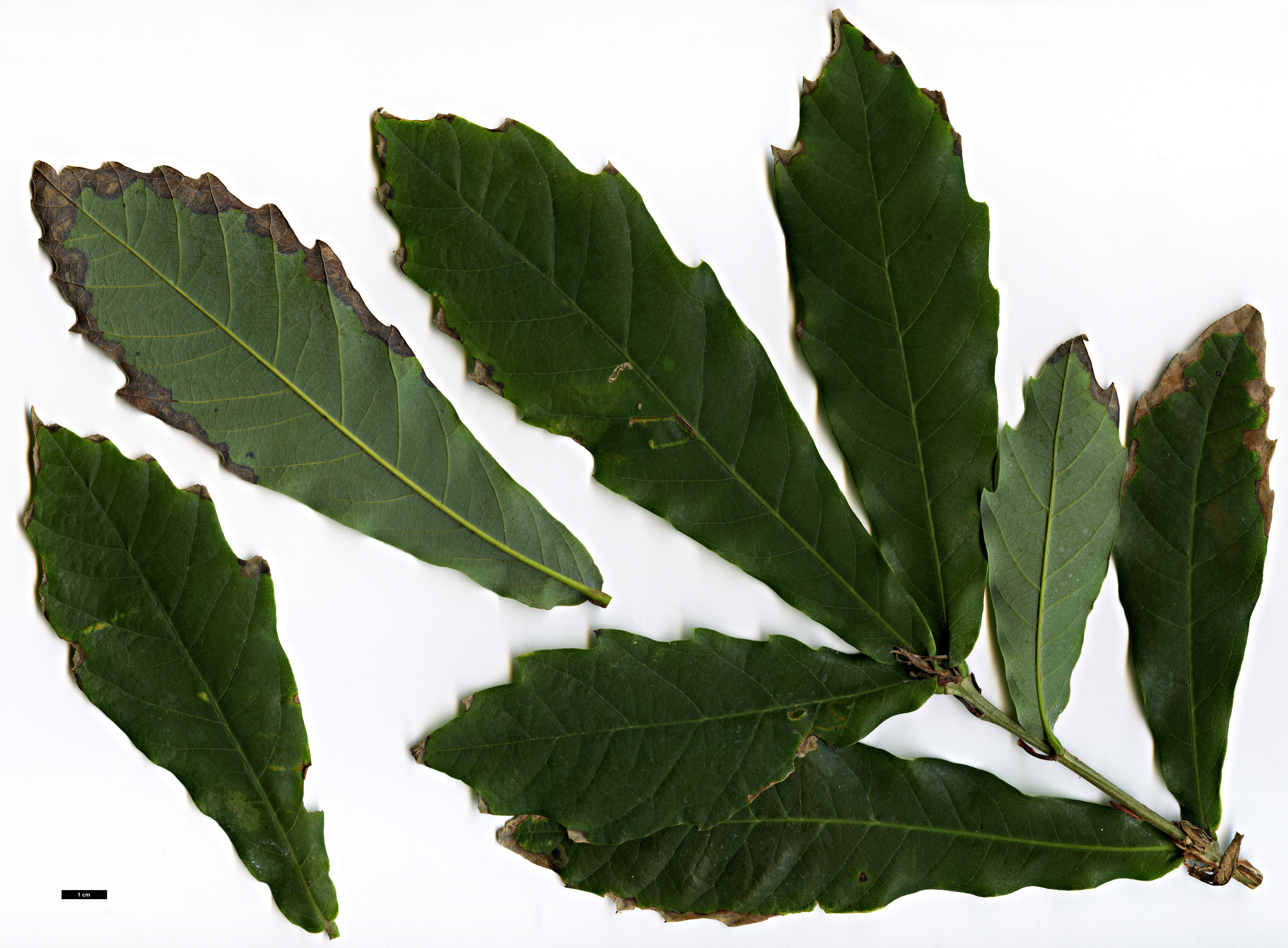 High resolution image: Family: Fagaceae - Genus: Quercus - Taxon: germana