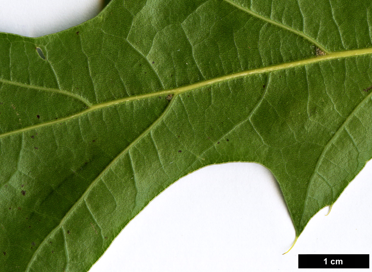 High resolution image: Family: Fagaceae - Genus: Quercus - Taxon: graciliformis