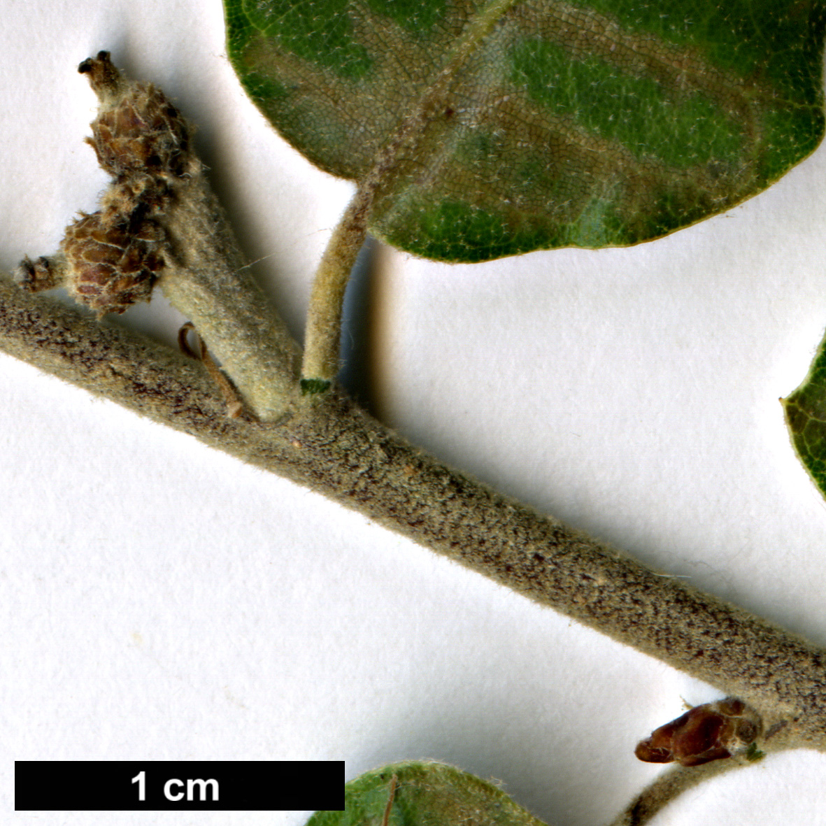 High resolution image: Family: Fagaceae - Genus: Quercus - Taxon: grisea