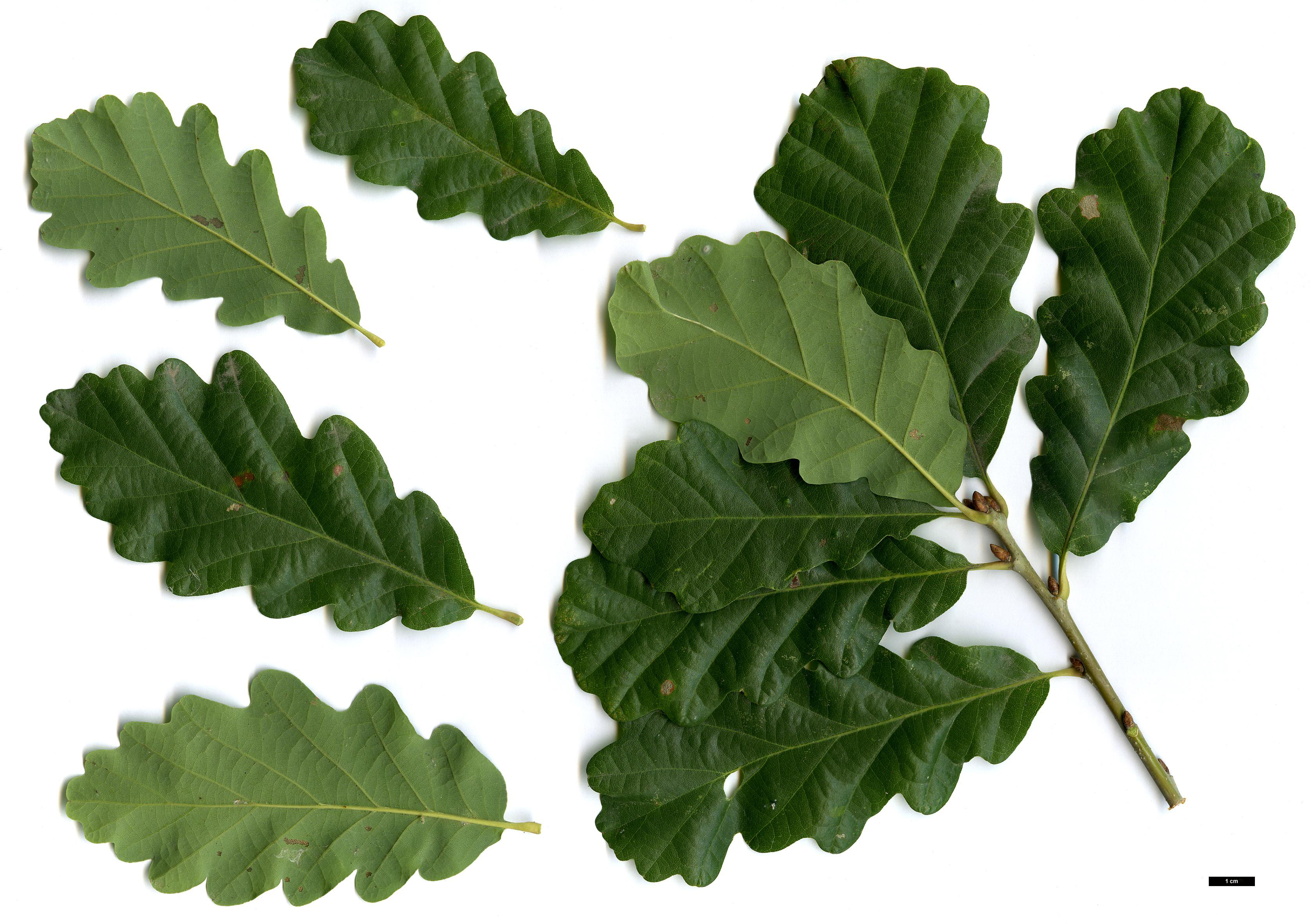 High resolution image: Family: Fagaceae - Genus: Quercus - Taxon: hartwissiana