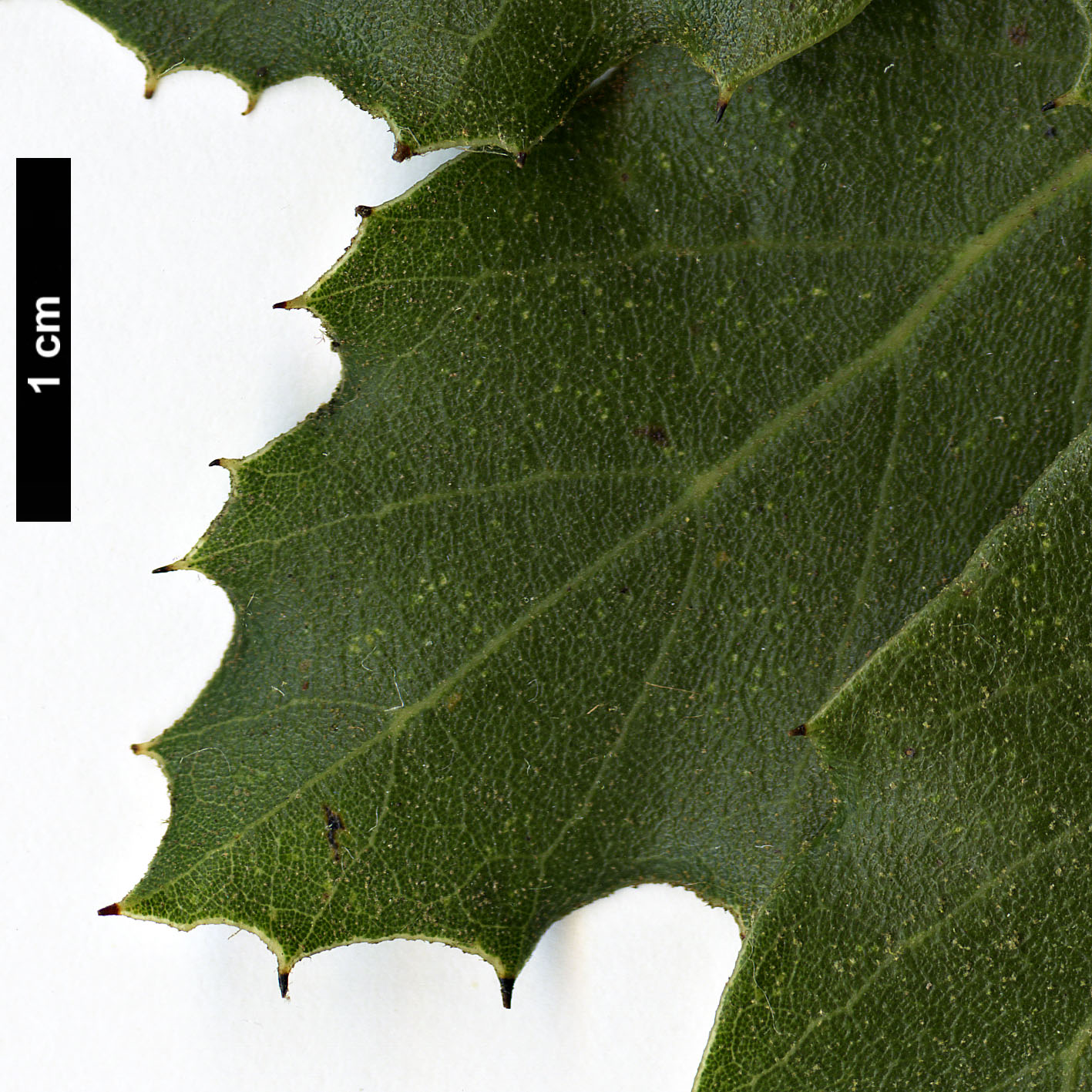 High resolution image: Family: Fagaceae - Genus: Quercus - Taxon: hintoniorum