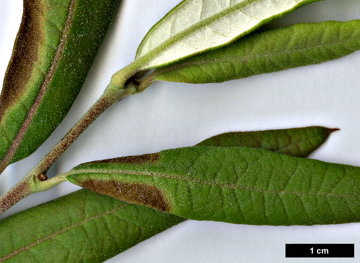 High resolution image: Family: Fagaceae - Genus: Quercus - Taxon: hypoleucoides