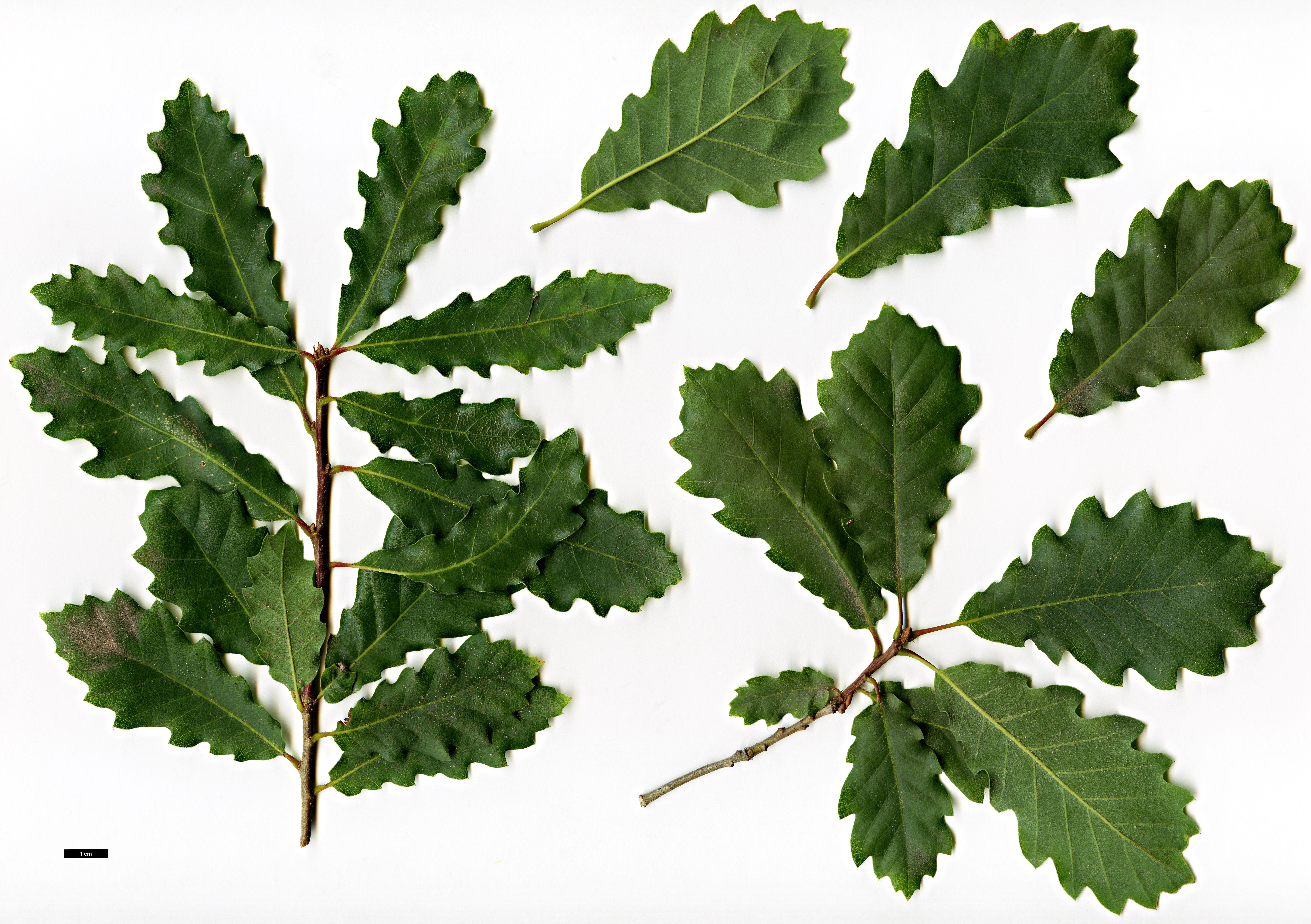 High resolution image: Family: Fagaceae - Genus: Quercus - Taxon: infectoria
