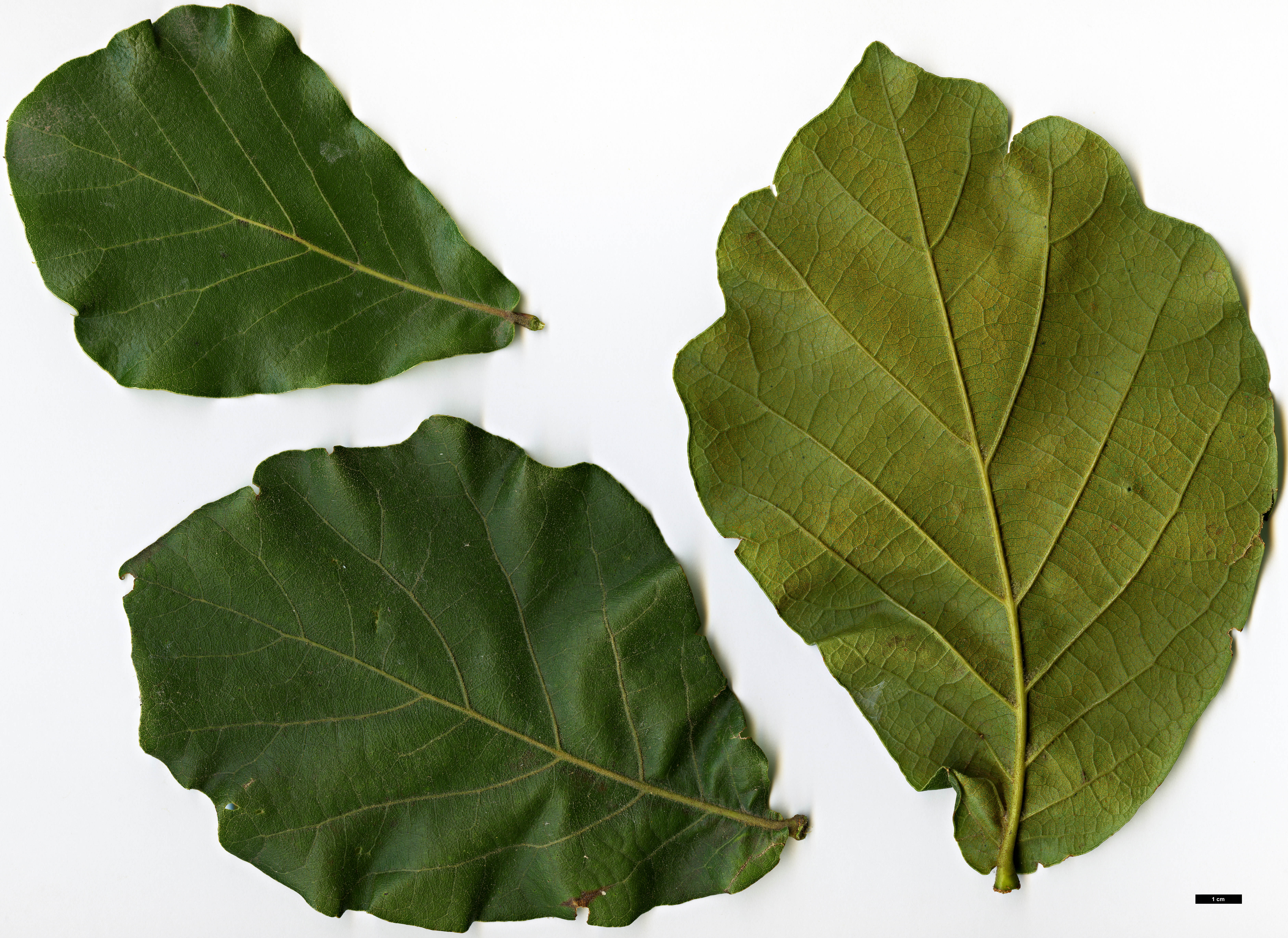 High resolution image: Family: Fagaceae - Genus: Quercus - Taxon: jonesii