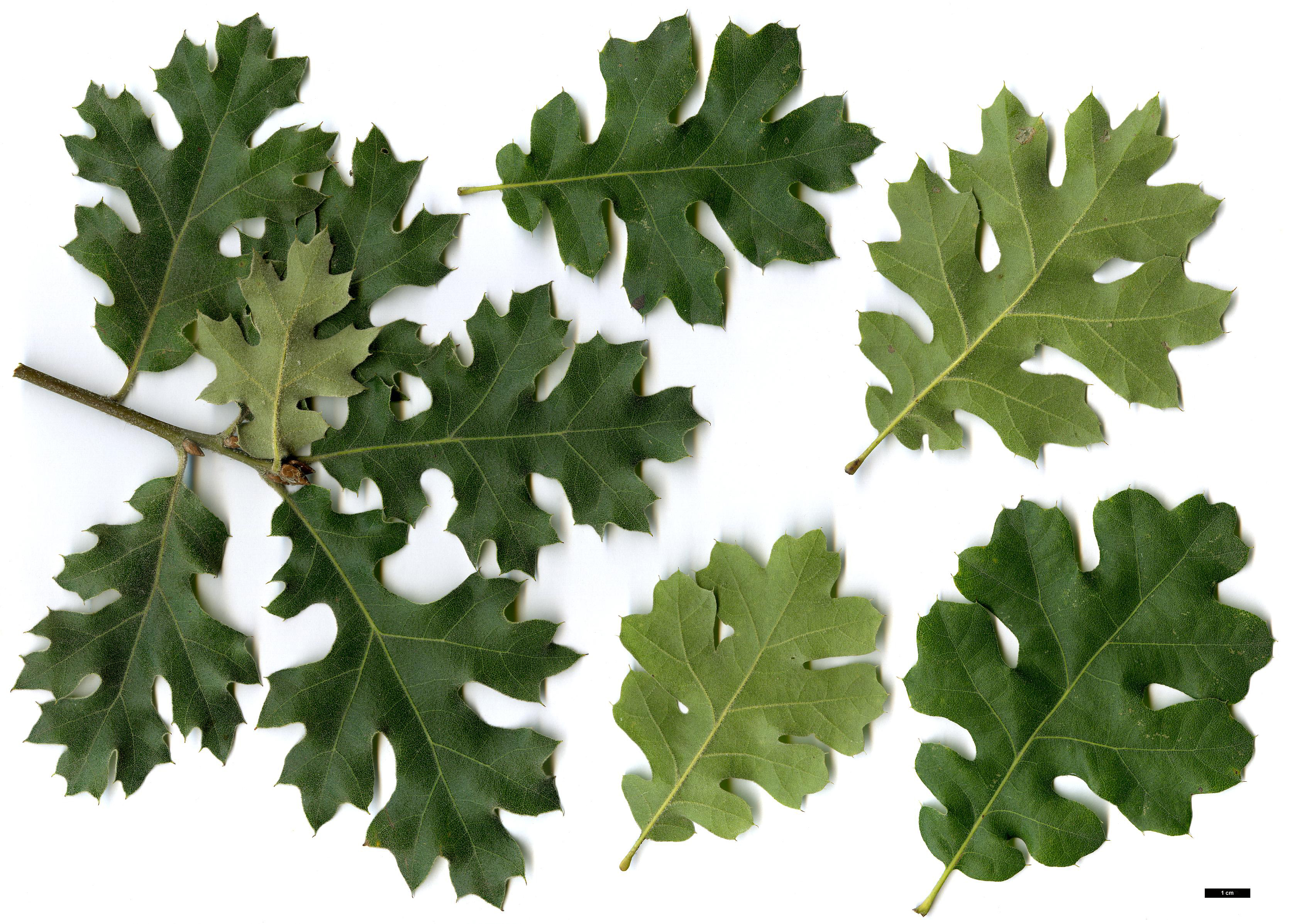 High resolution image: Family: Fagaceae - Genus: Quercus - Taxon: kelloggii