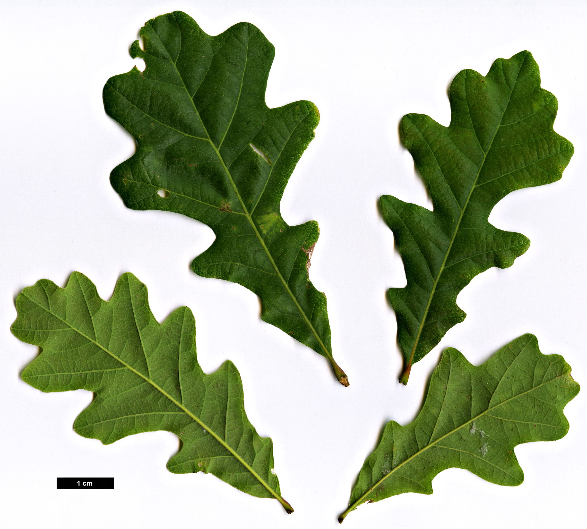 High resolution image: Family: Fagaceae - Genus: Quercus - Taxon: laceyi
