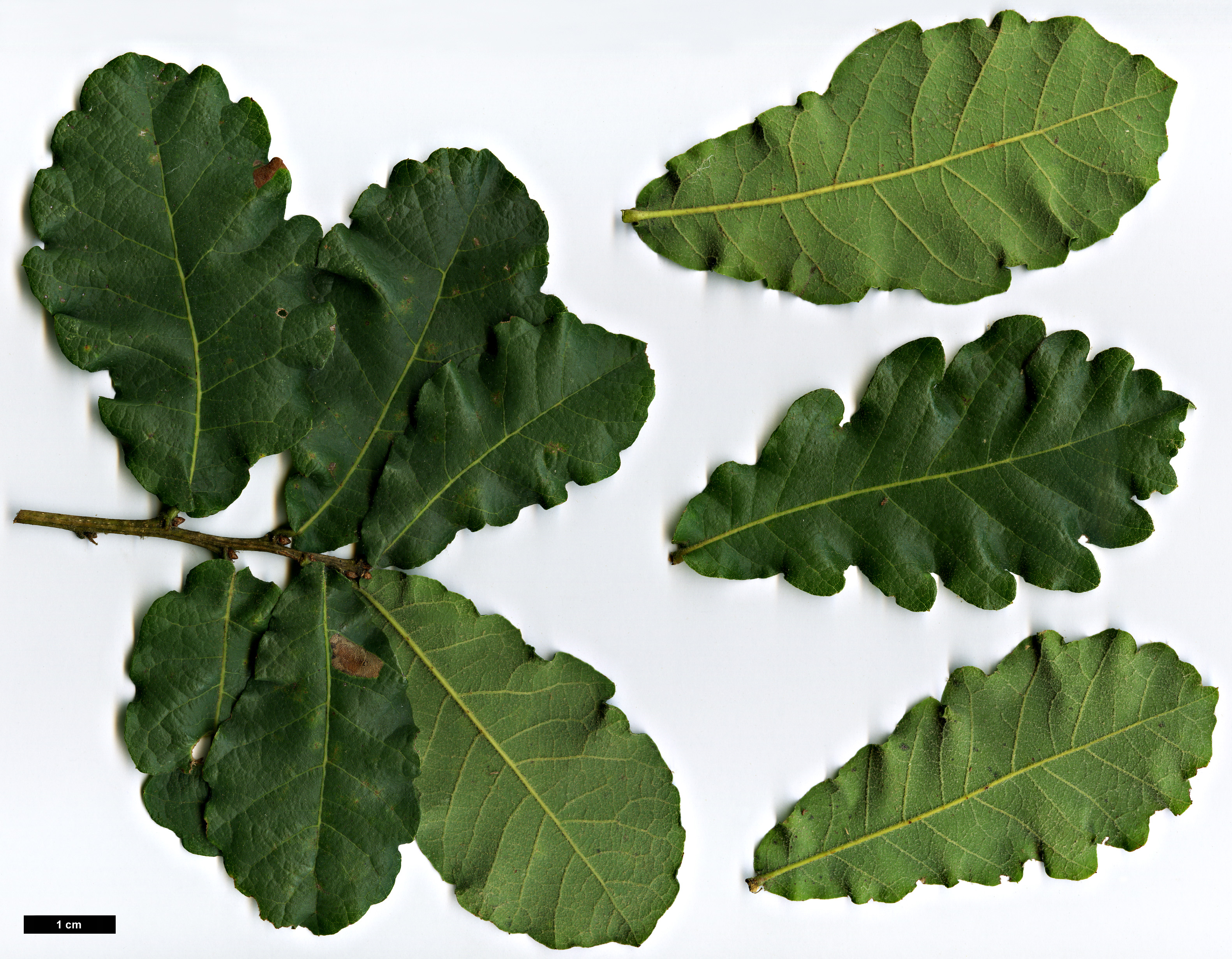 High resolution image: Family: Fagaceae - Genus: Quercus - Taxon: laeta