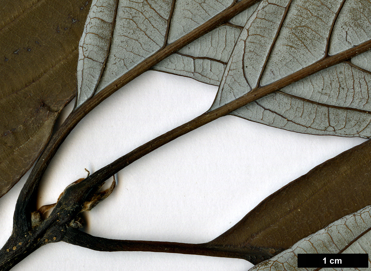 High resolution image: Family: Fagaceae - Genus: Quercus - Taxon: lamellosa