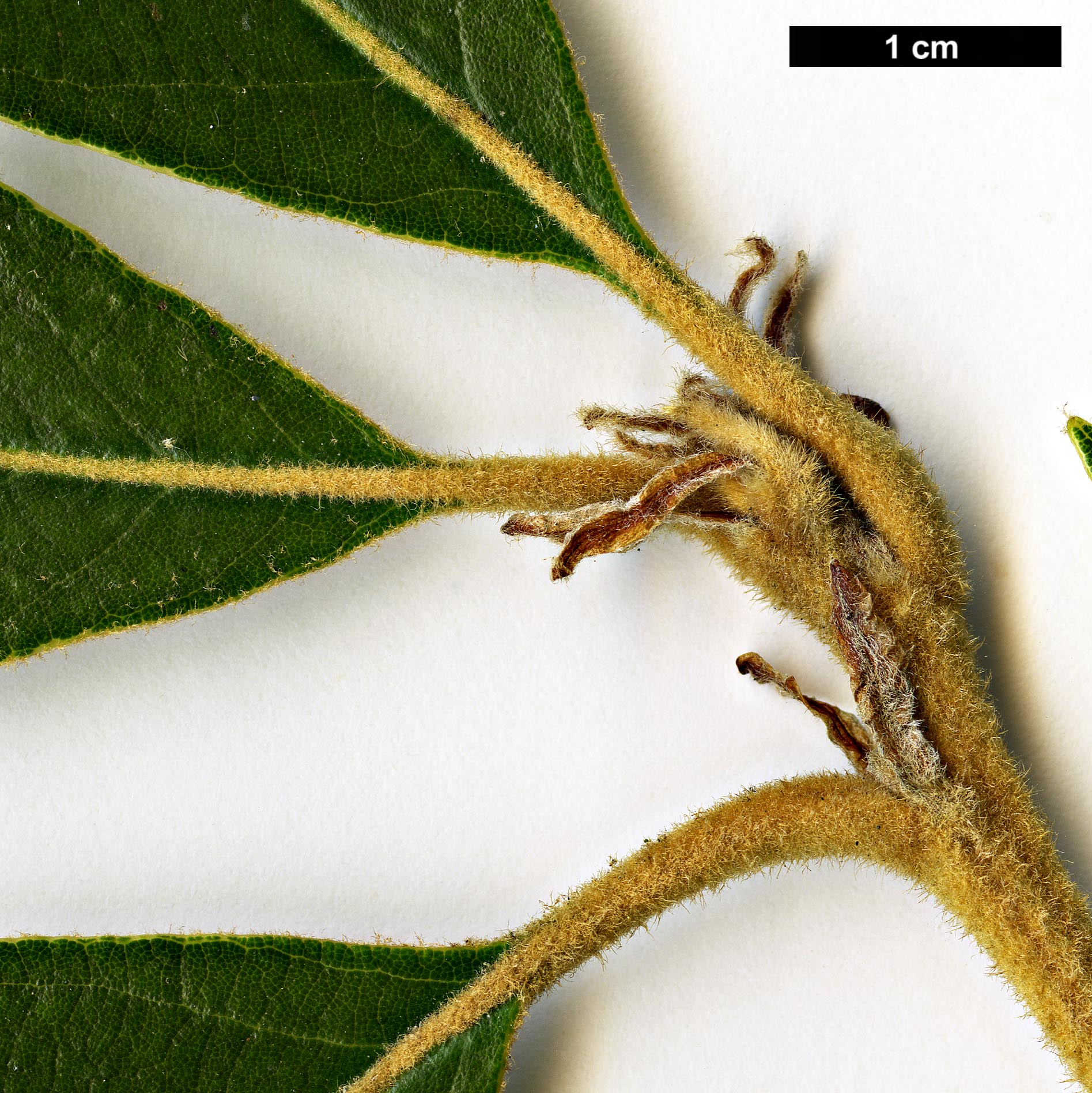 High resolution image: Family: Fagaceae - Genus: Quercus - Taxon: lanata