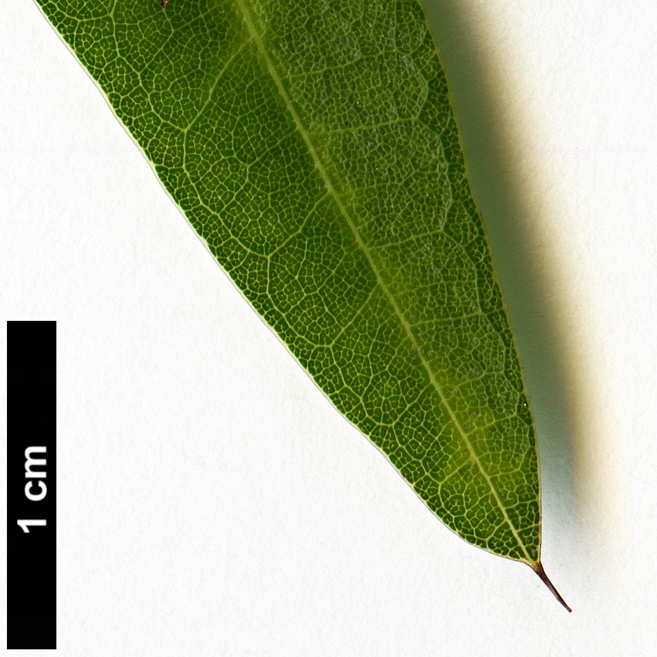High resolution image: Family: Fagaceae - Genus: Quercus - Taxon: laurifolia