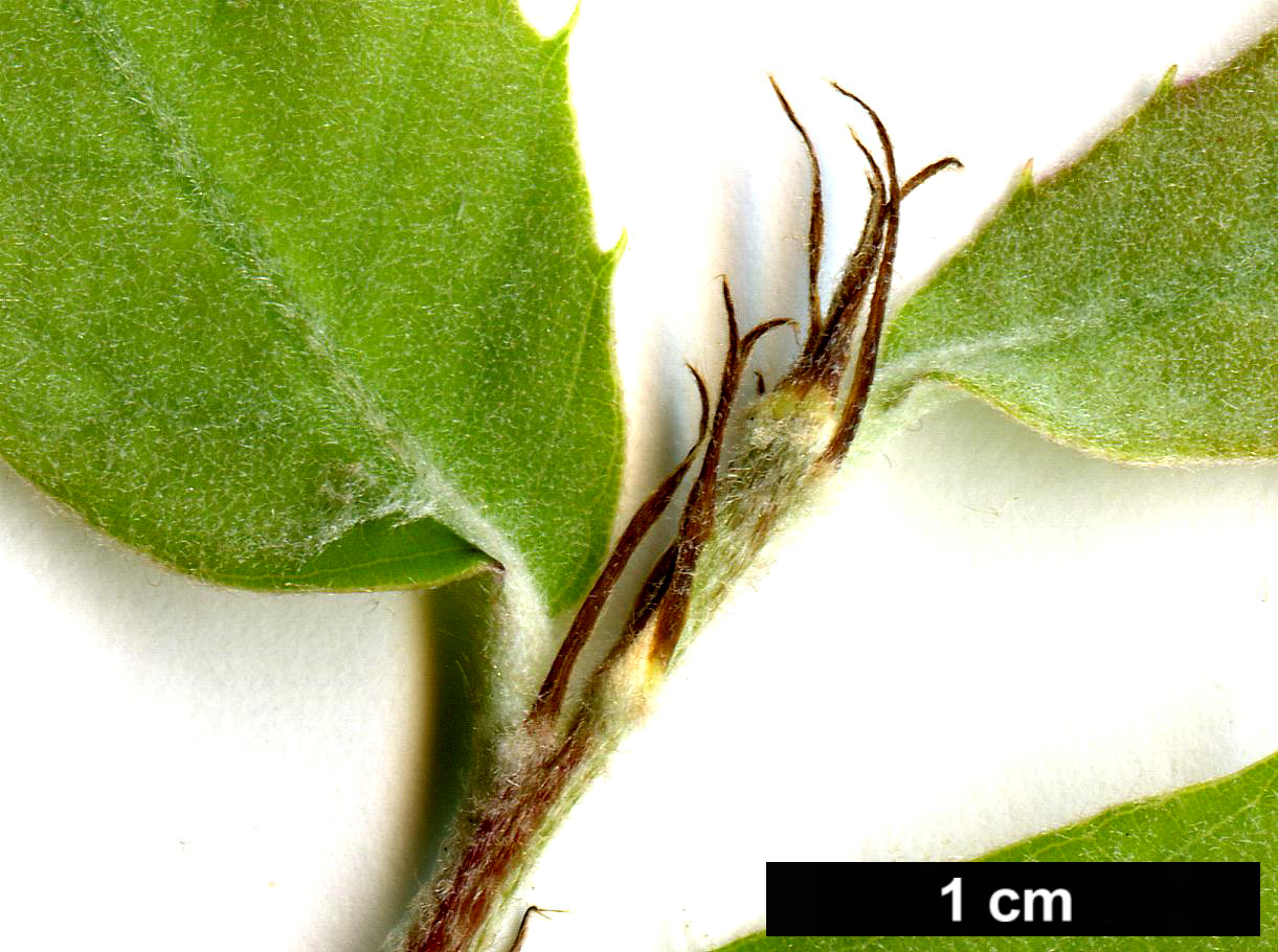High resolution image: Family: Fagaceae - Genus: Quercus - Taxon: leucotrichophora