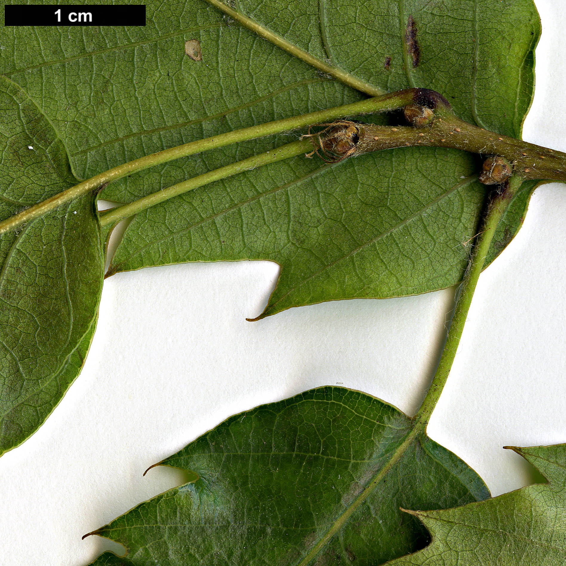 High resolution image: Family: Fagaceae - Genus: Quercus - Taxon: libani