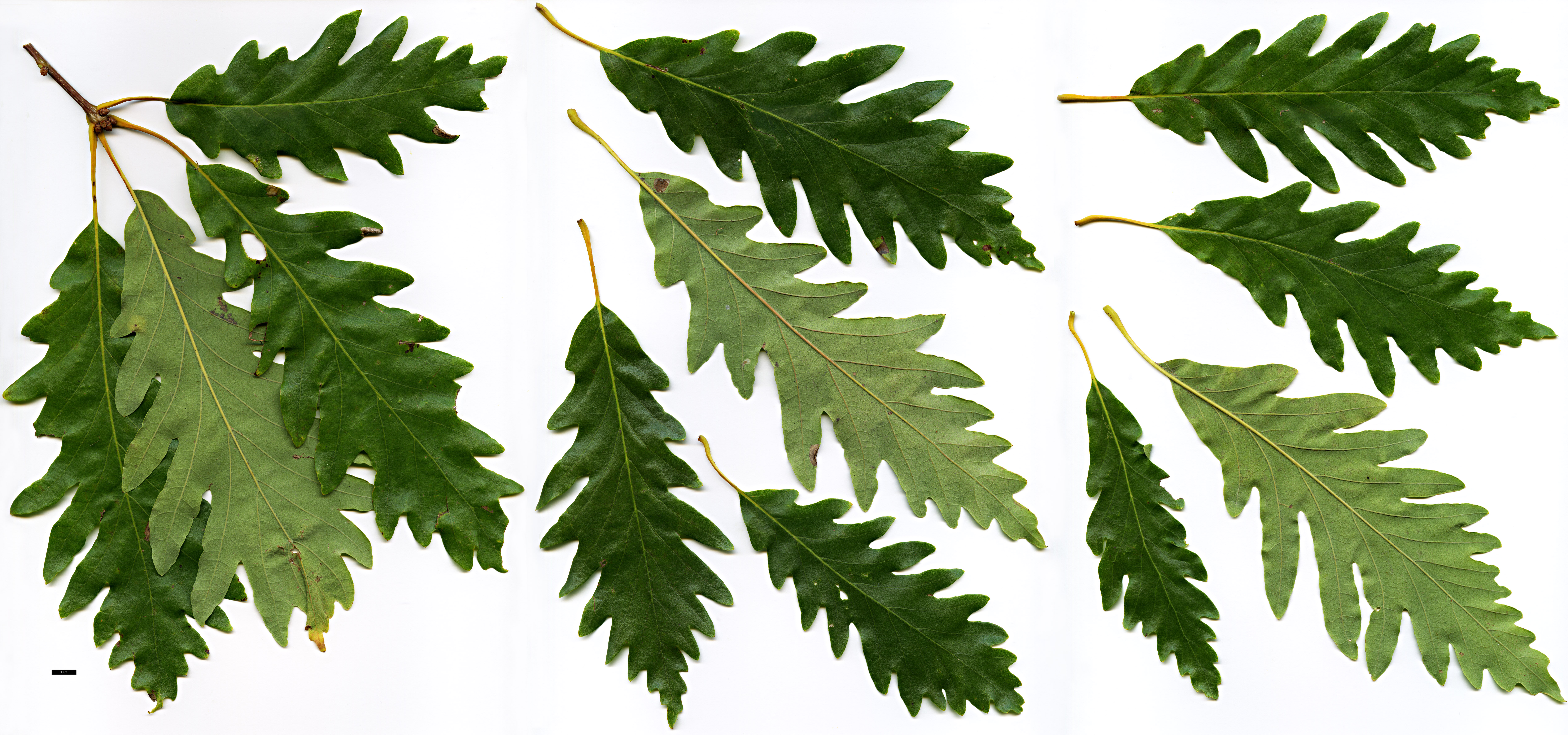 High resolution image: Family: Fagaceae - Genus: Quercus - Taxon: lyrata - SpeciesSub: 'Arnold'